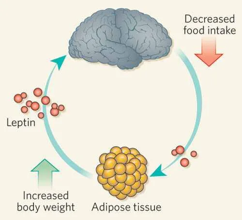 Leptin helps tell your brain you're full. Not enough leptin in your body means you'll have a harder time feeling full.