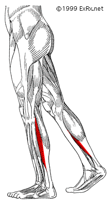 What Lies Beneath (the gastroc)? The soleus.