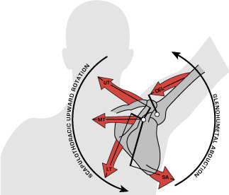 Many demands are placed on your shoulder joint, which makes it the most frequently-injured joint in your body.