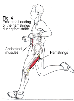 The hamstrings function eccentrically during the Terminal Swing phase of your swing leg, to prepare your body for the next stride.