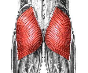 The gluteus maximum (GM) is the primary "mover" of the hip.