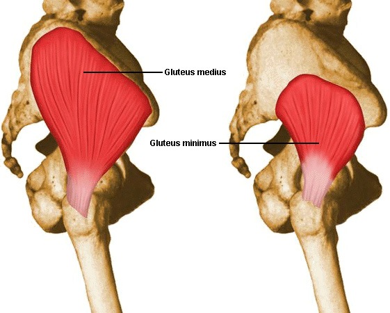 The gluteus medius and gluteus minimus help to stabilize the hip, and are often functionally weak.