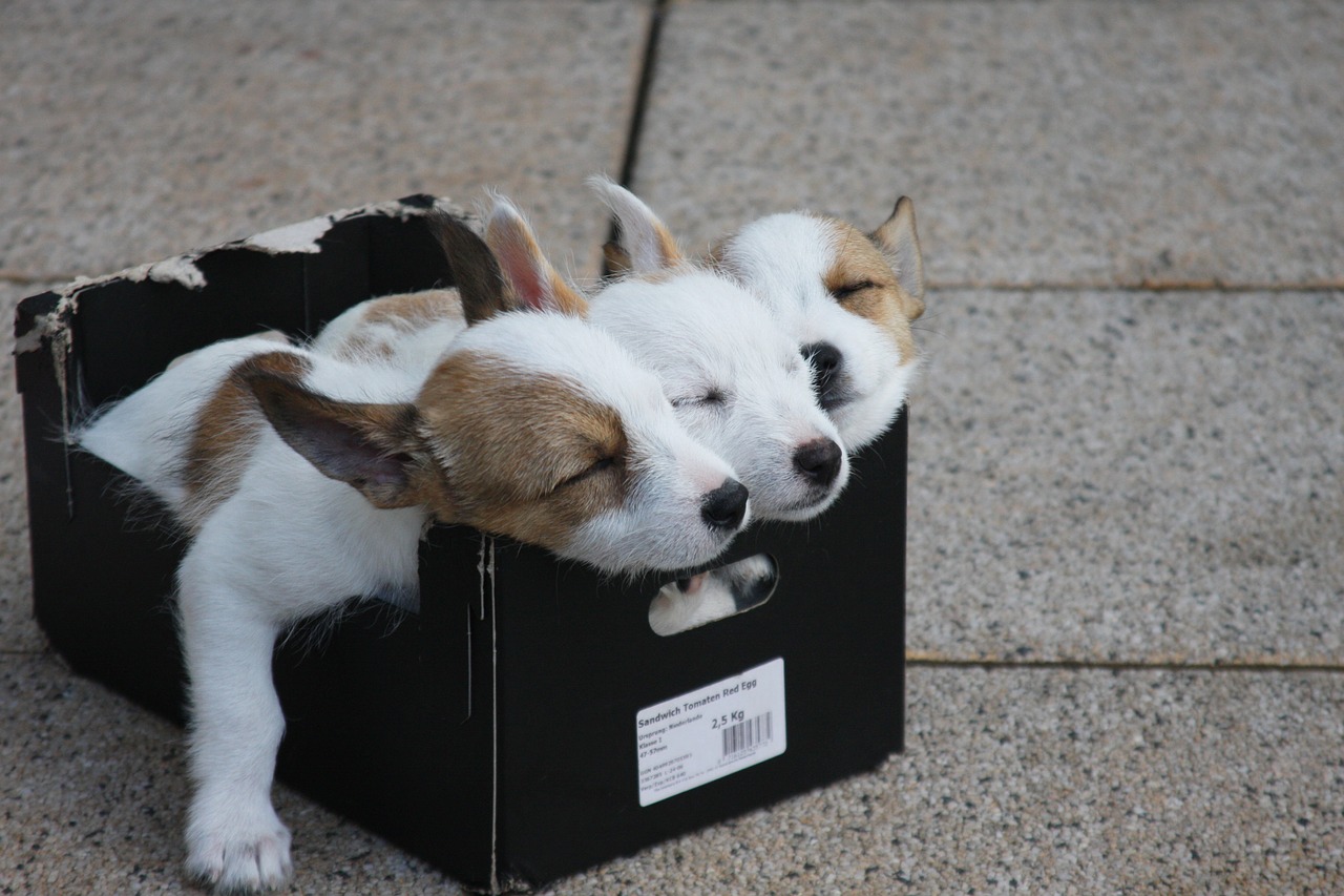 Your body releases growth hormone during sleep, so if you're looking to gain muscle, make sure you are getting enough sleep! They have the right idea. Photo credit: patricealsteen.