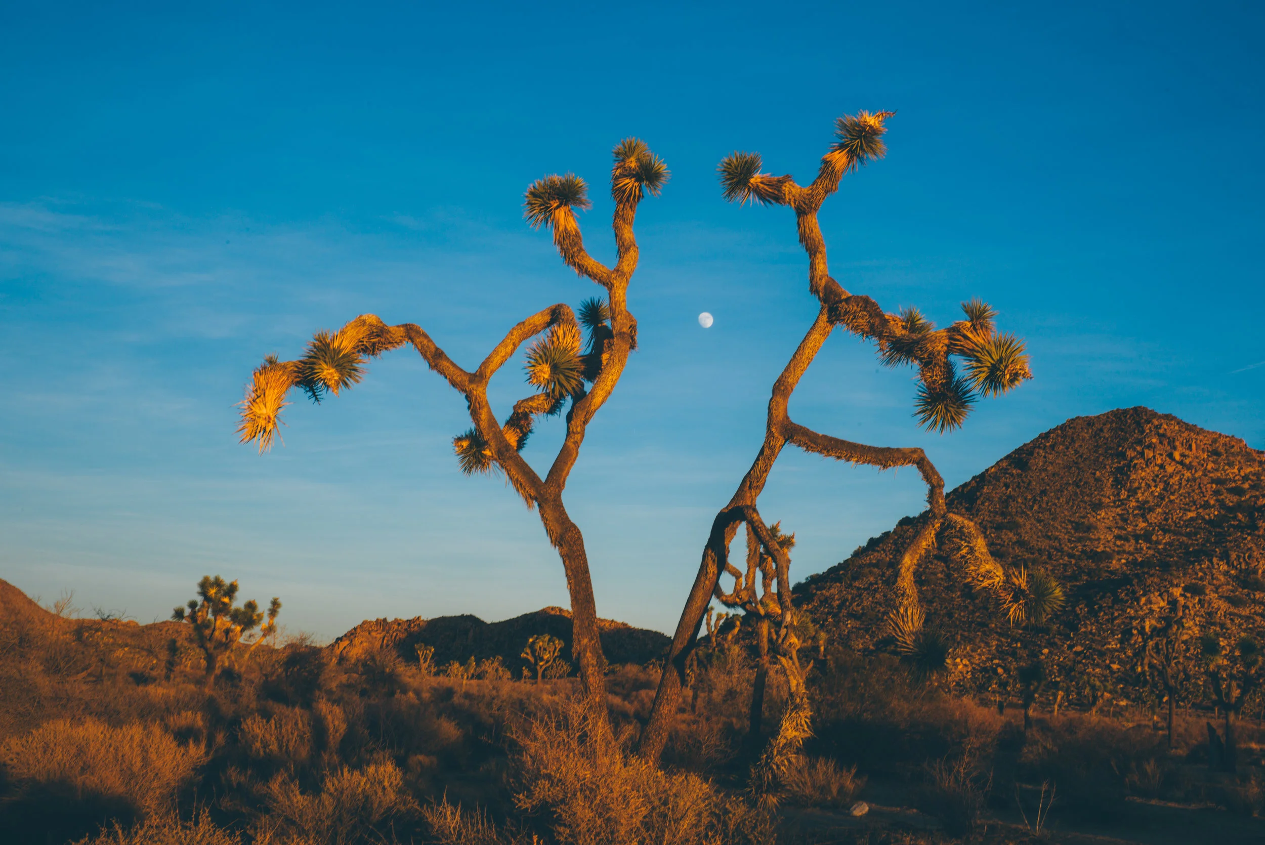 new jtree moon.jpg