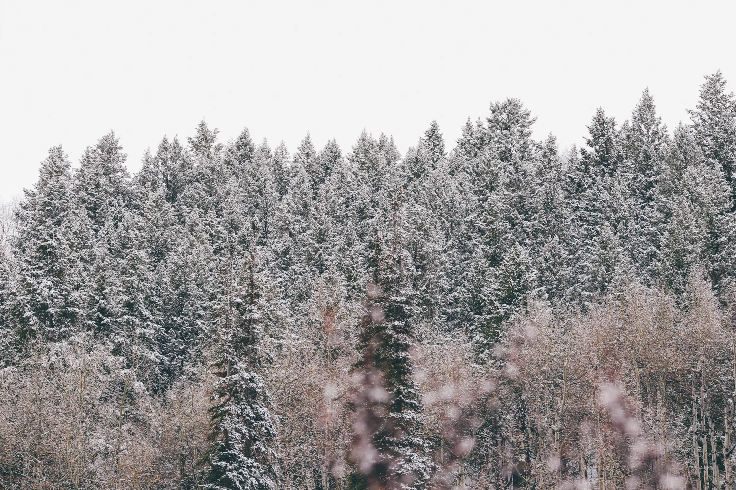 snowy snow.jpg