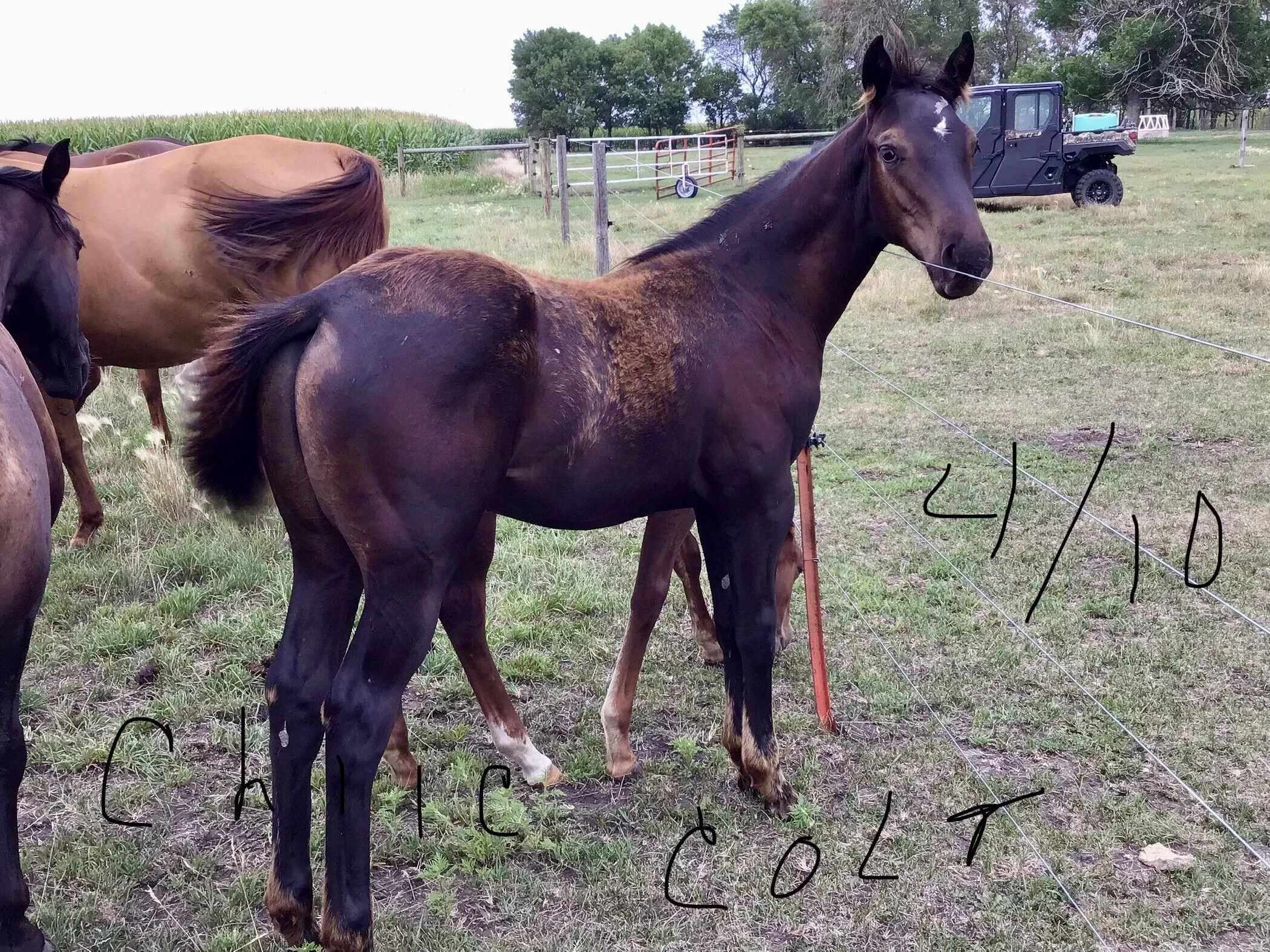 2021 Black Colt (xChic) — Century Stables