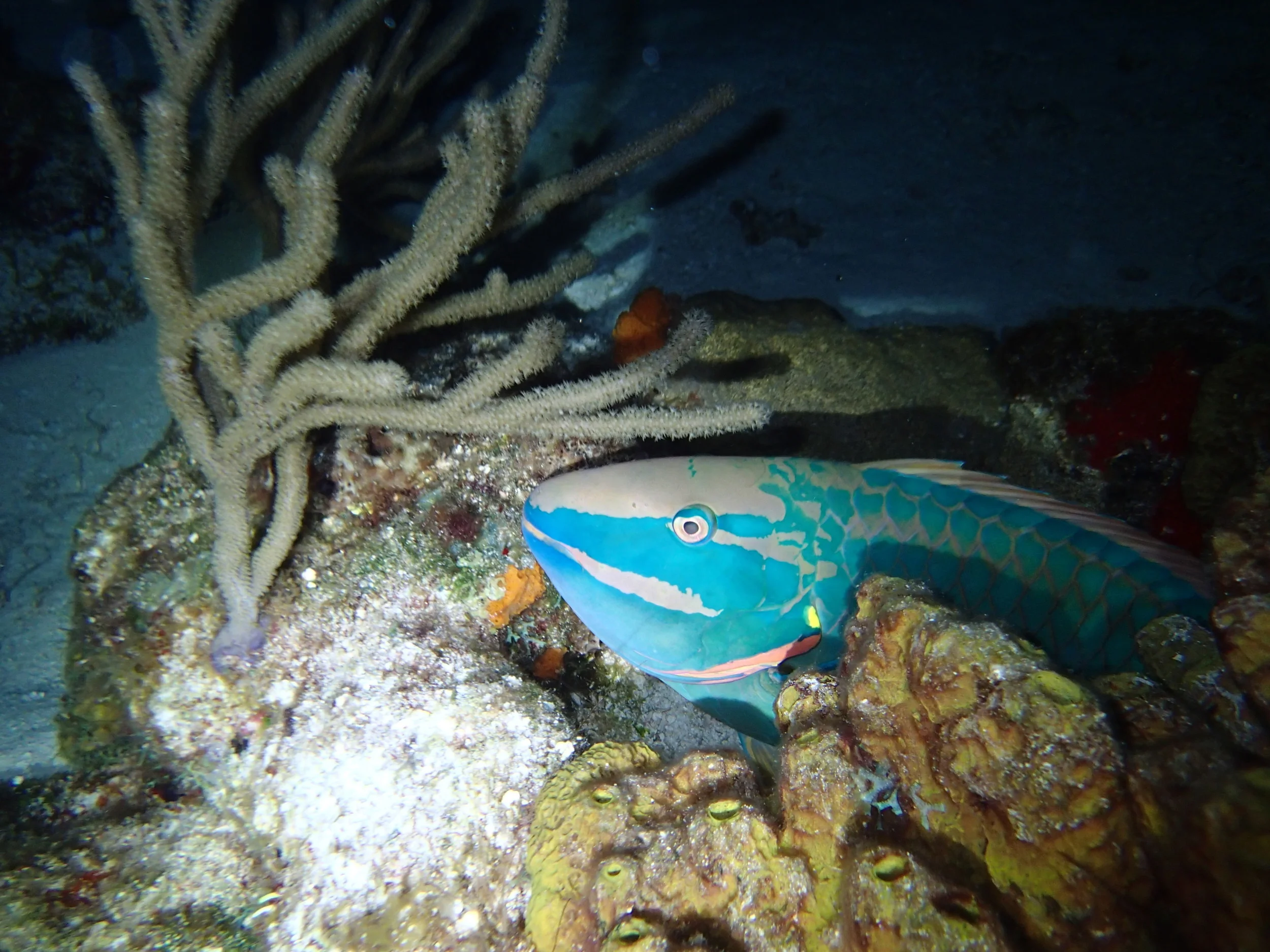 P4300733.JPG
