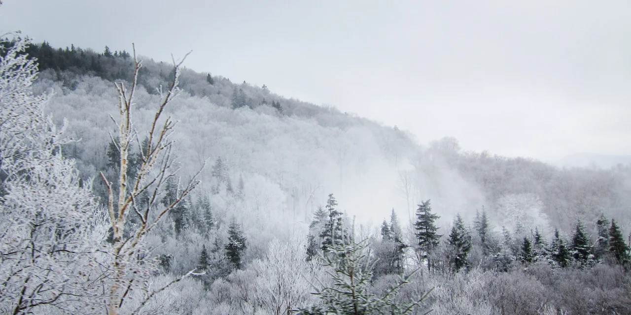 Frosted forest at Cannon Mountain, NH