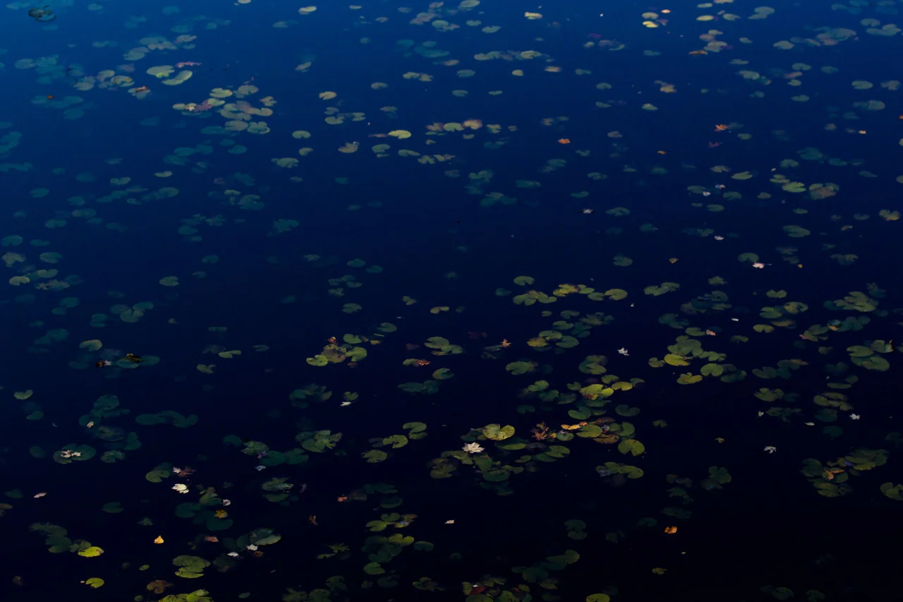Lilly pads