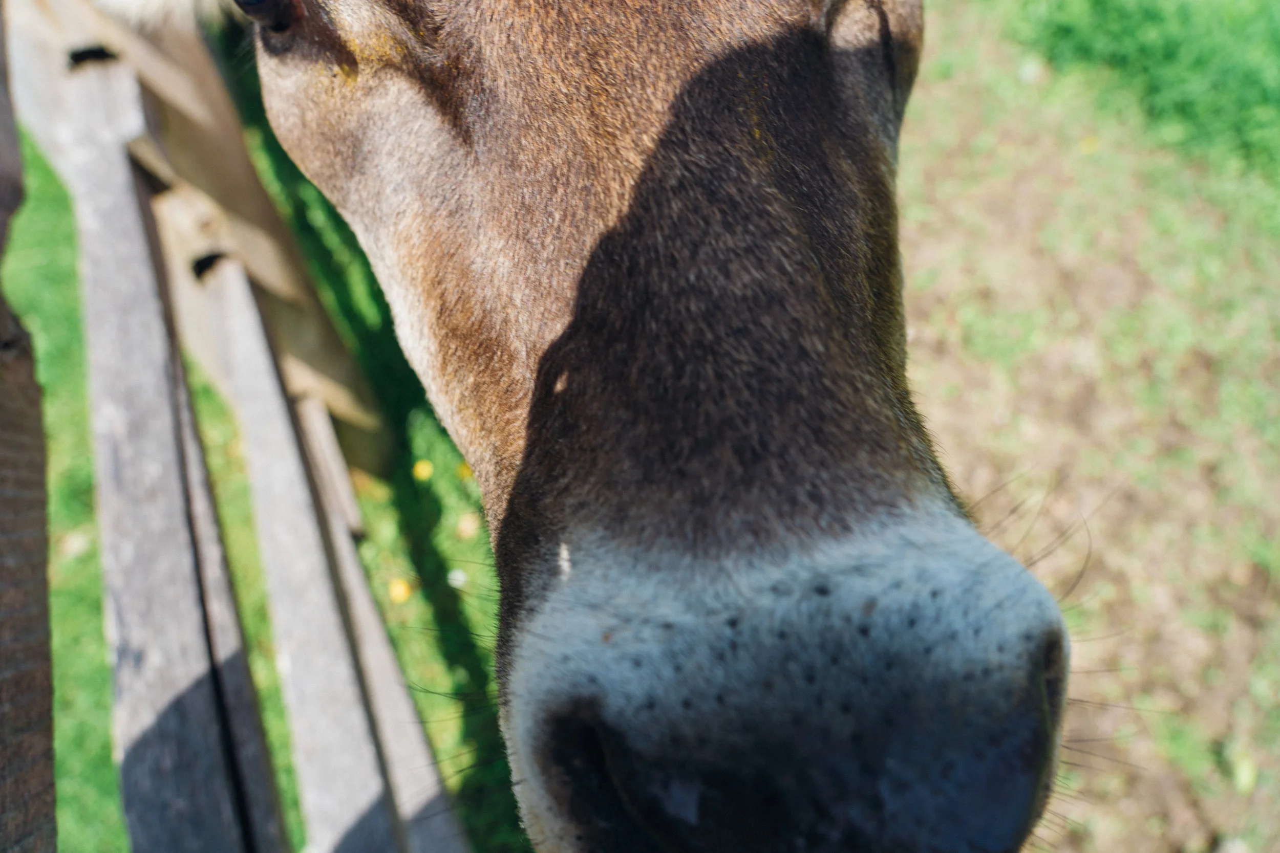 AWL08741.jpg