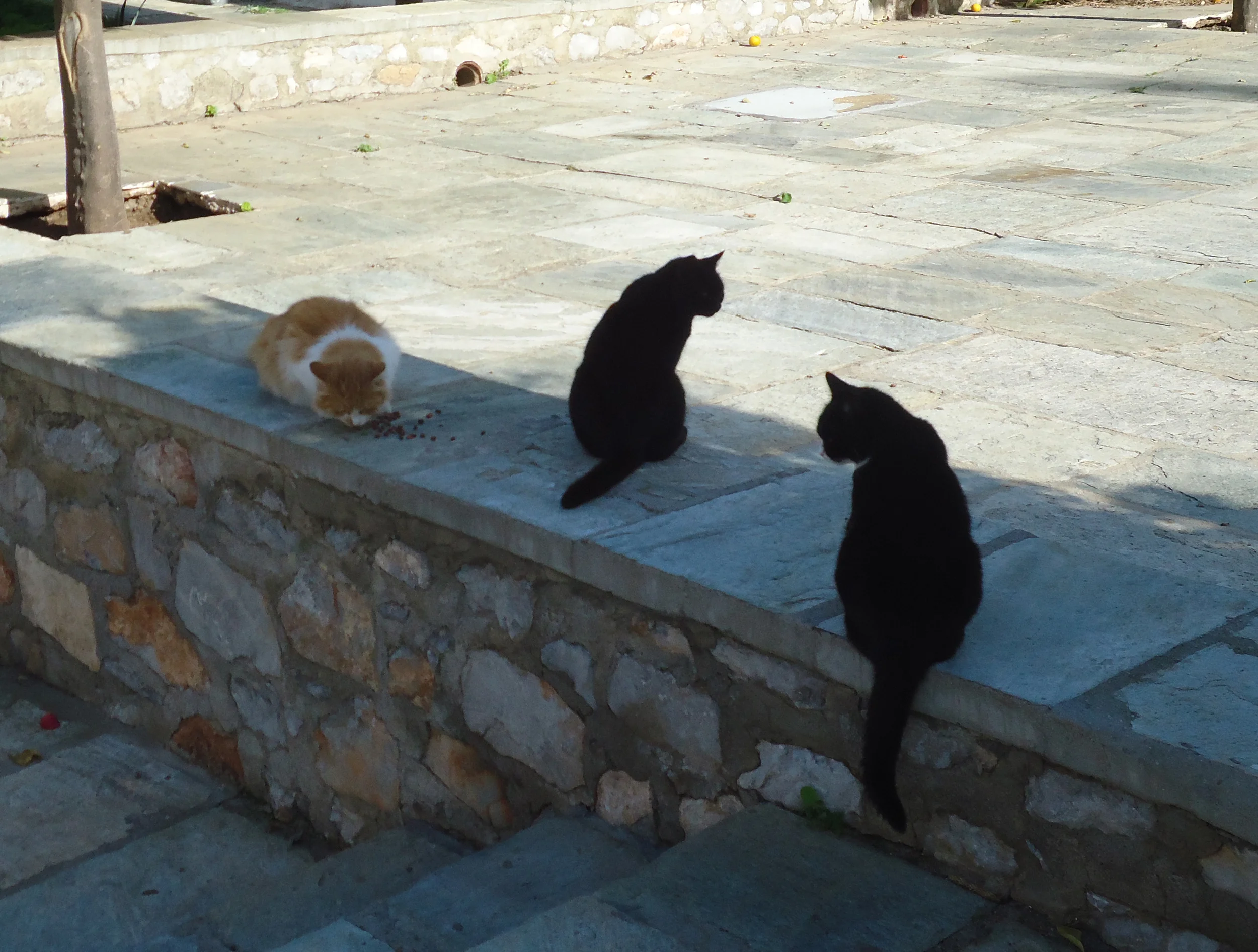 Cats!