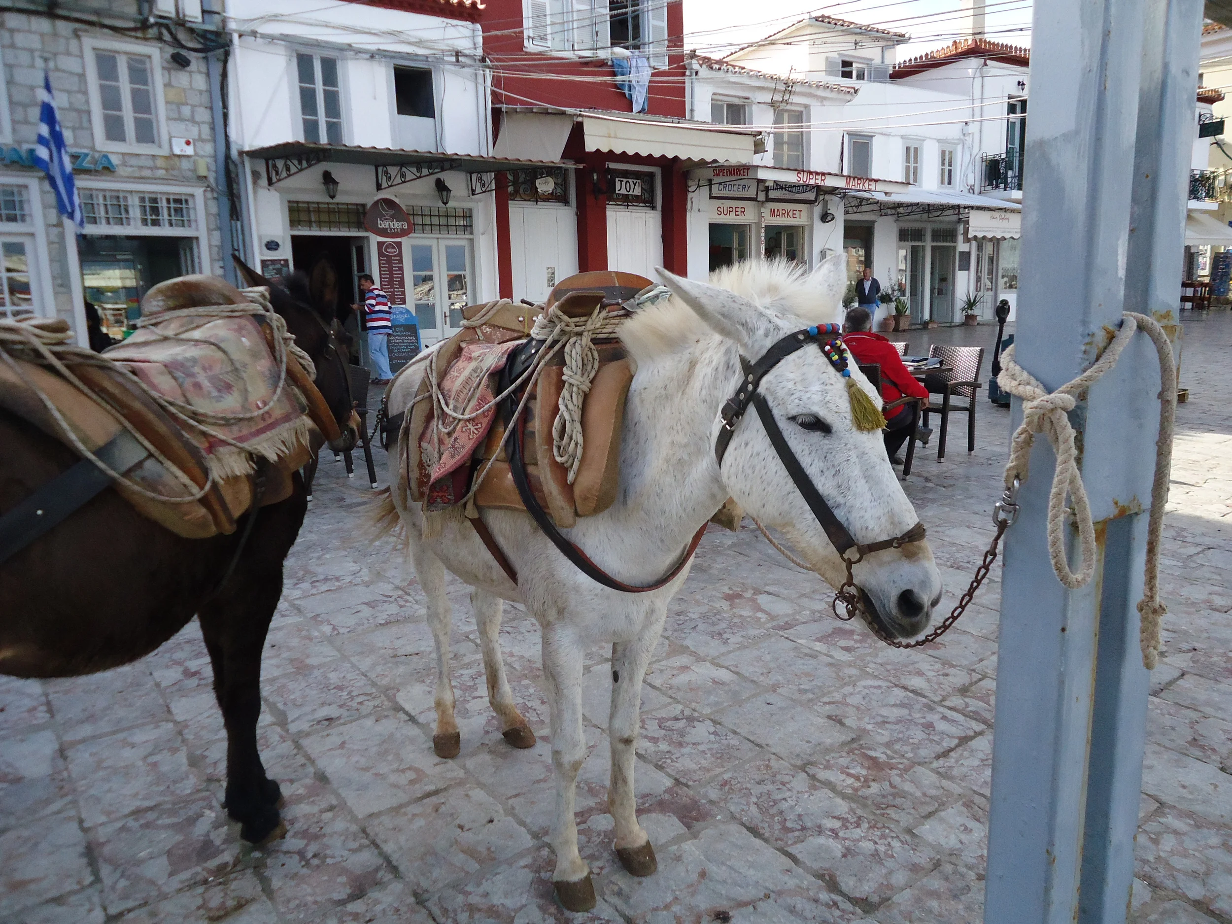 Donkeys strike back