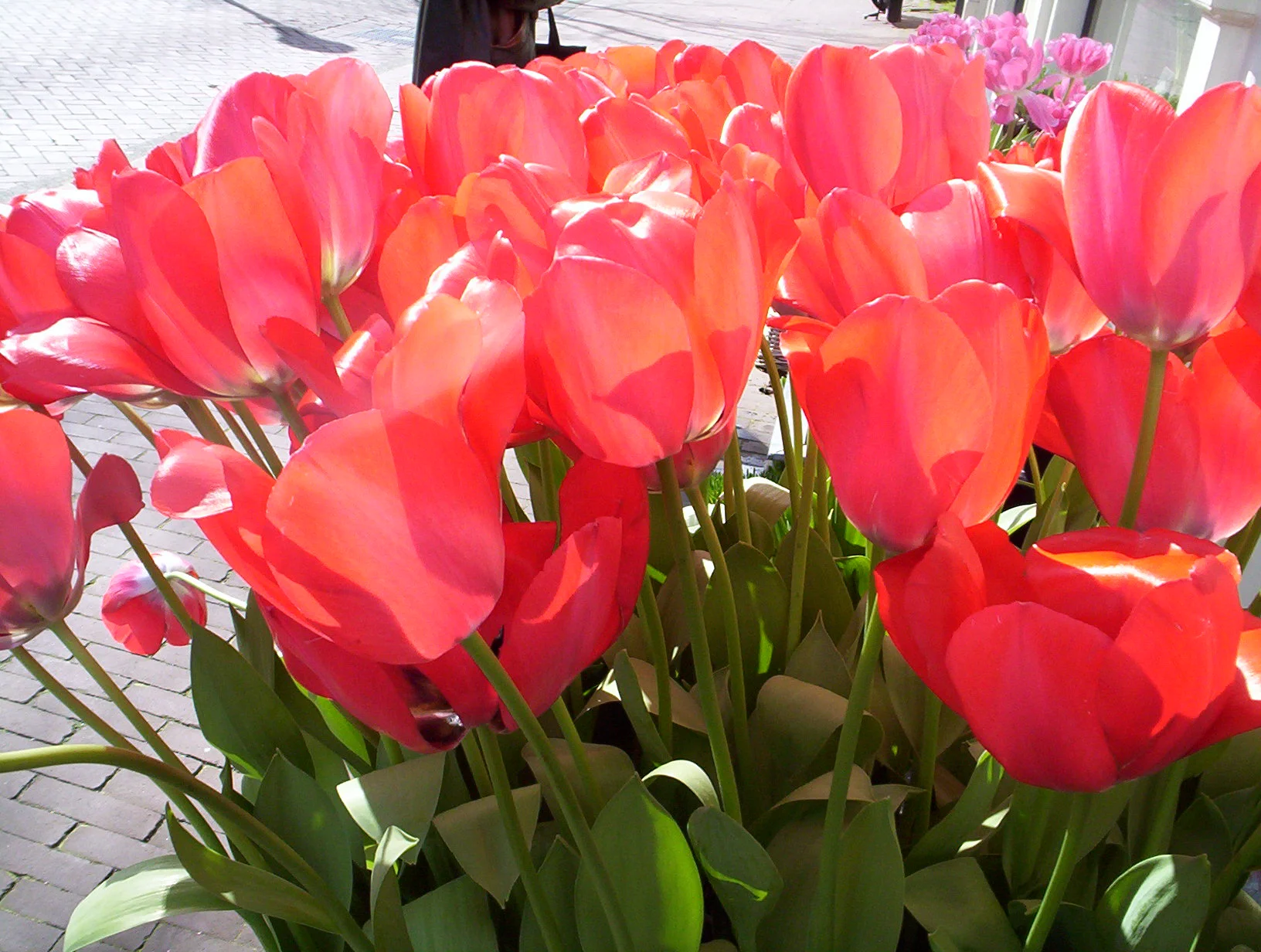 Amsterdam, Netherlands