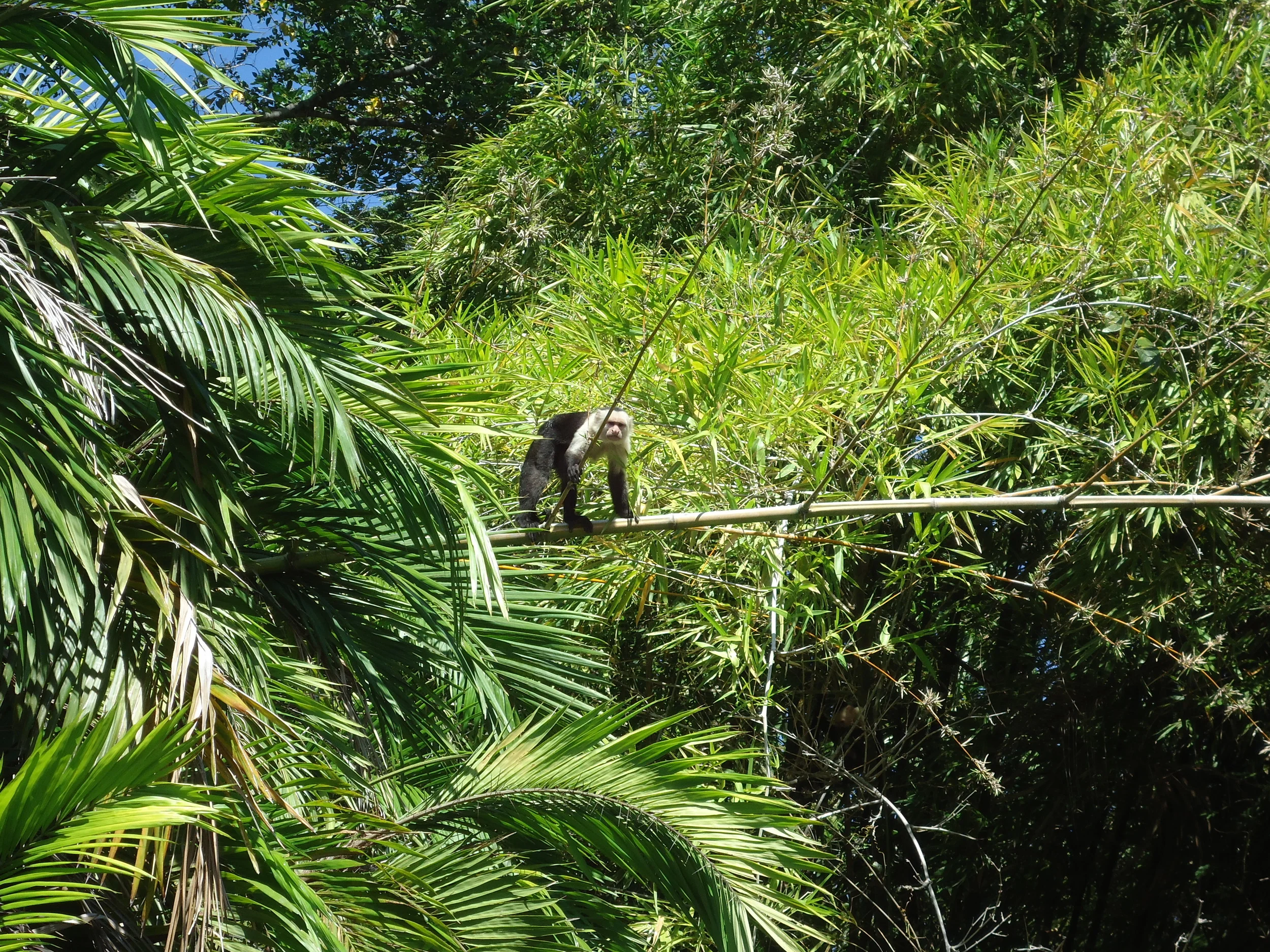 Check out work and photos from Costa Rica