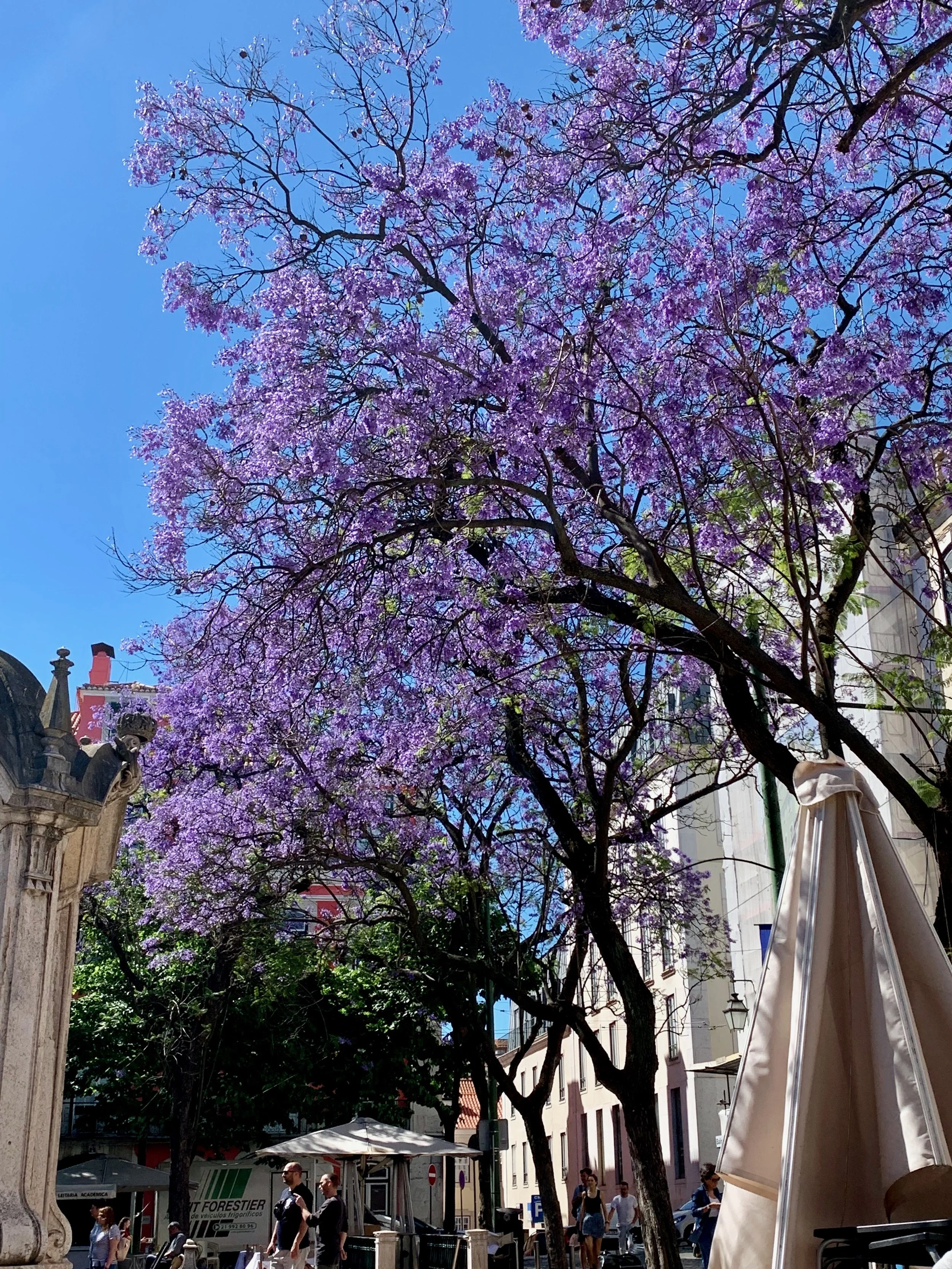 Blooming Jacaranda Trees