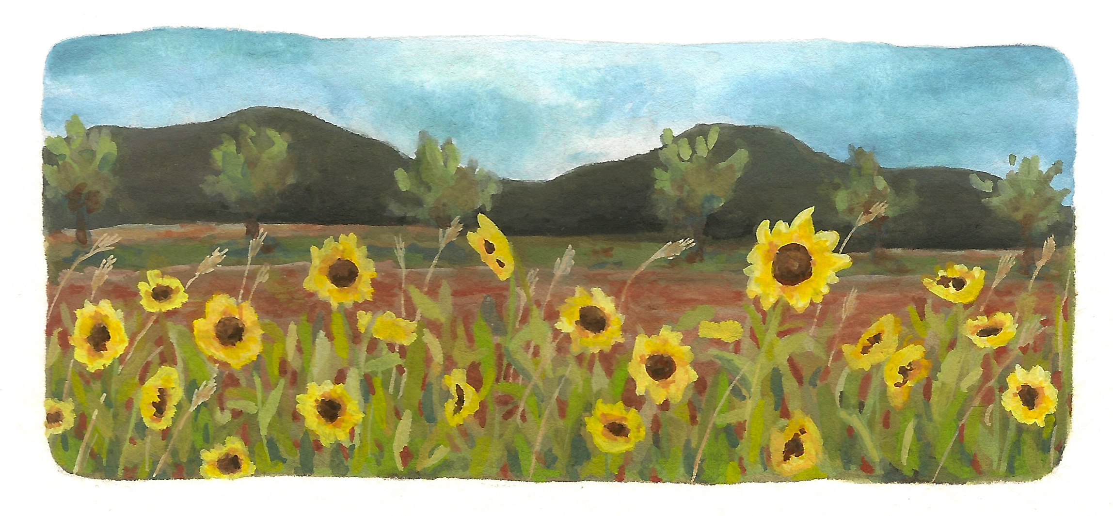 sunflowers.jpg