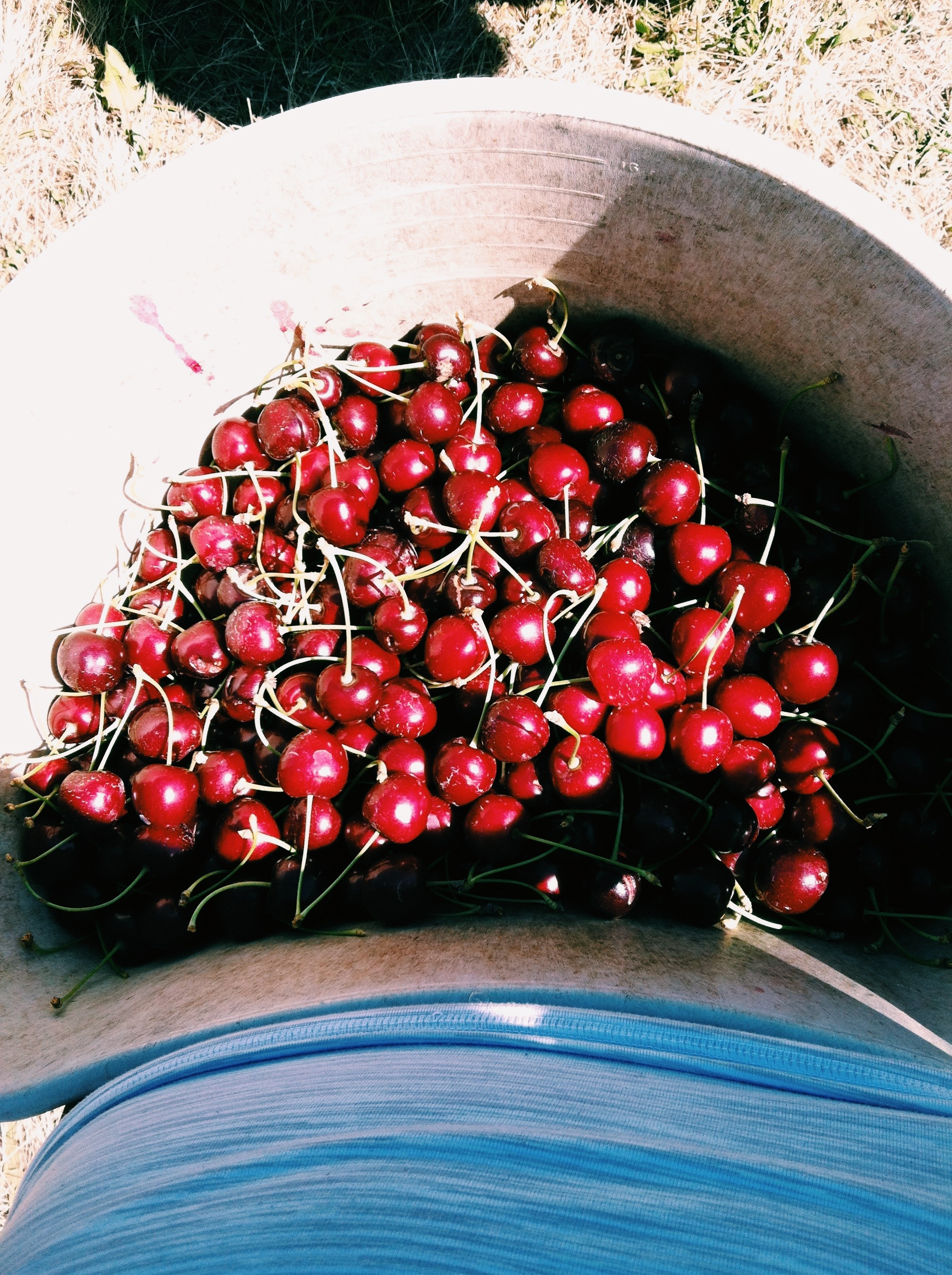 7.1 cherries.png