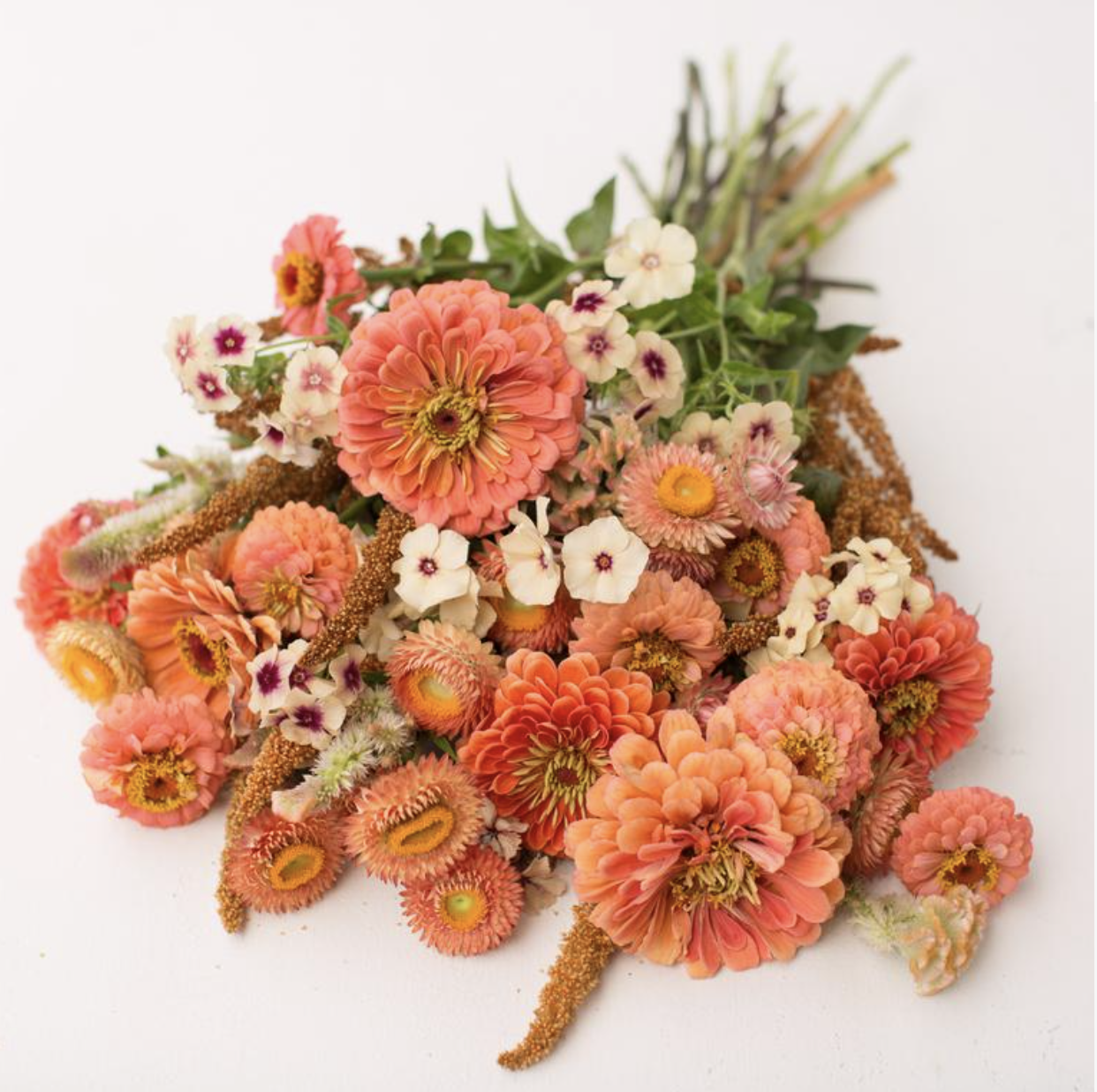  Seed Collection Salmon Rose Mix - Floret Flower Farm  