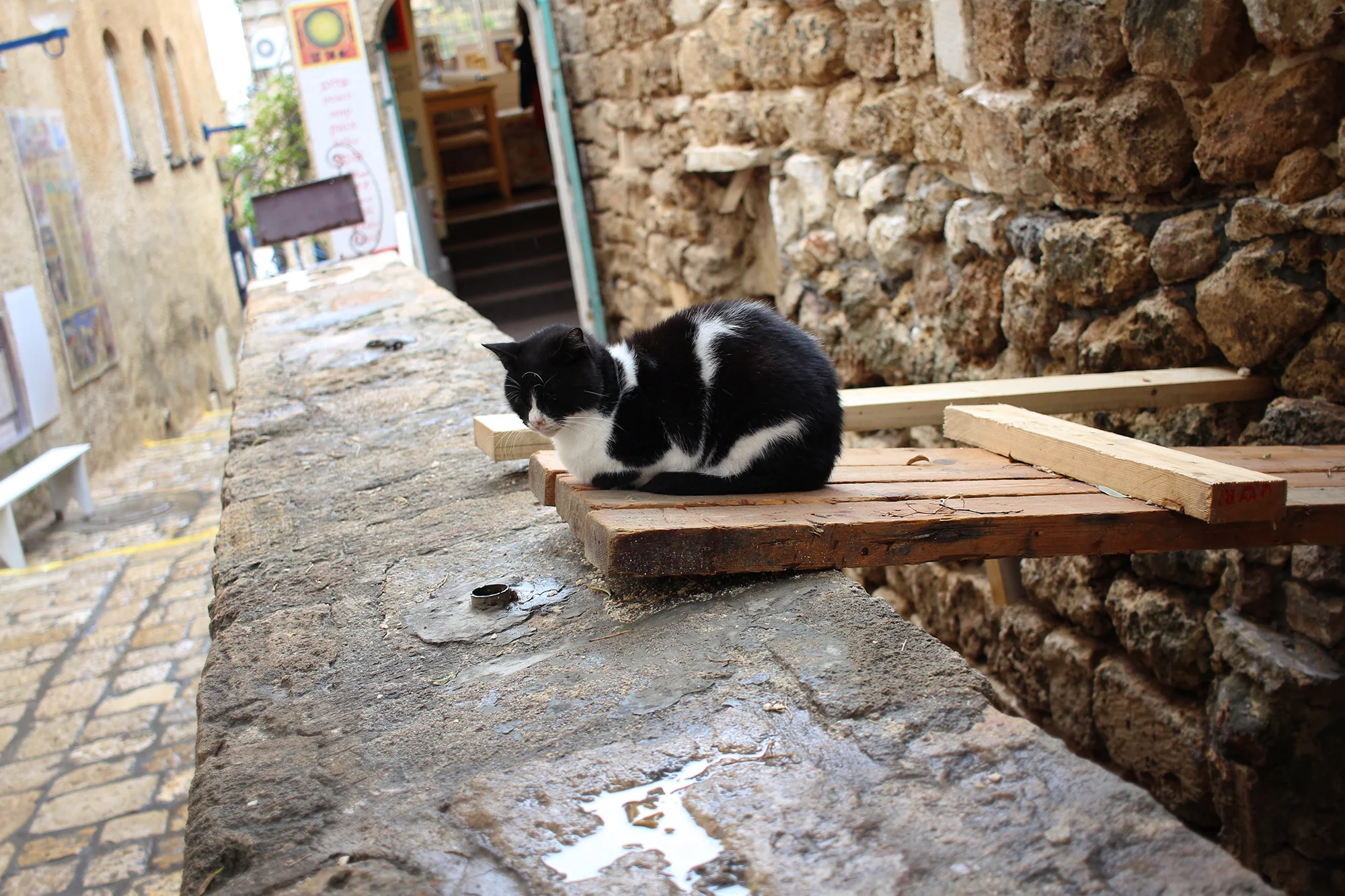 A restful cat in the alley of Old Jaffa's artist district, Tel-Aviv, Israel. Photography by Geena Matuson @geenamatuson #thegirlmirage.