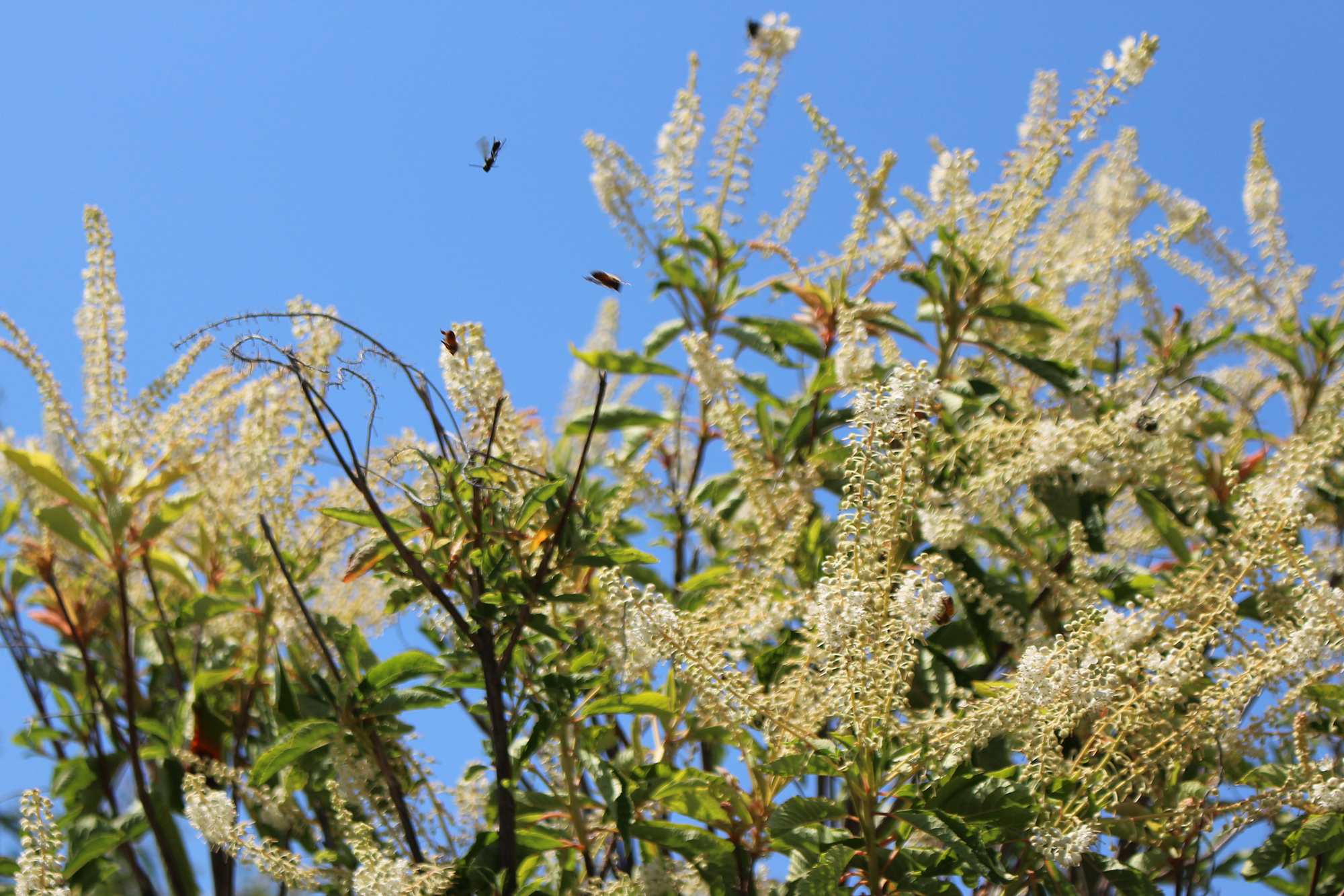GeenaMatuson_TowerHillBotanicalGarden_22.jpg