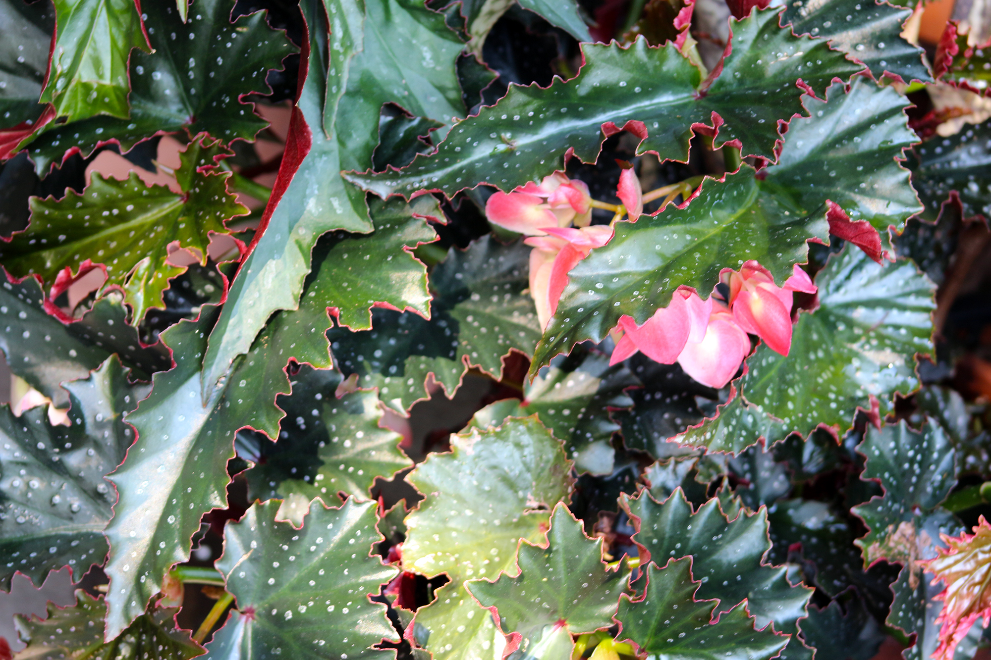 GeenaMatuson_TowerHillBotanicalGarden_27.jpg