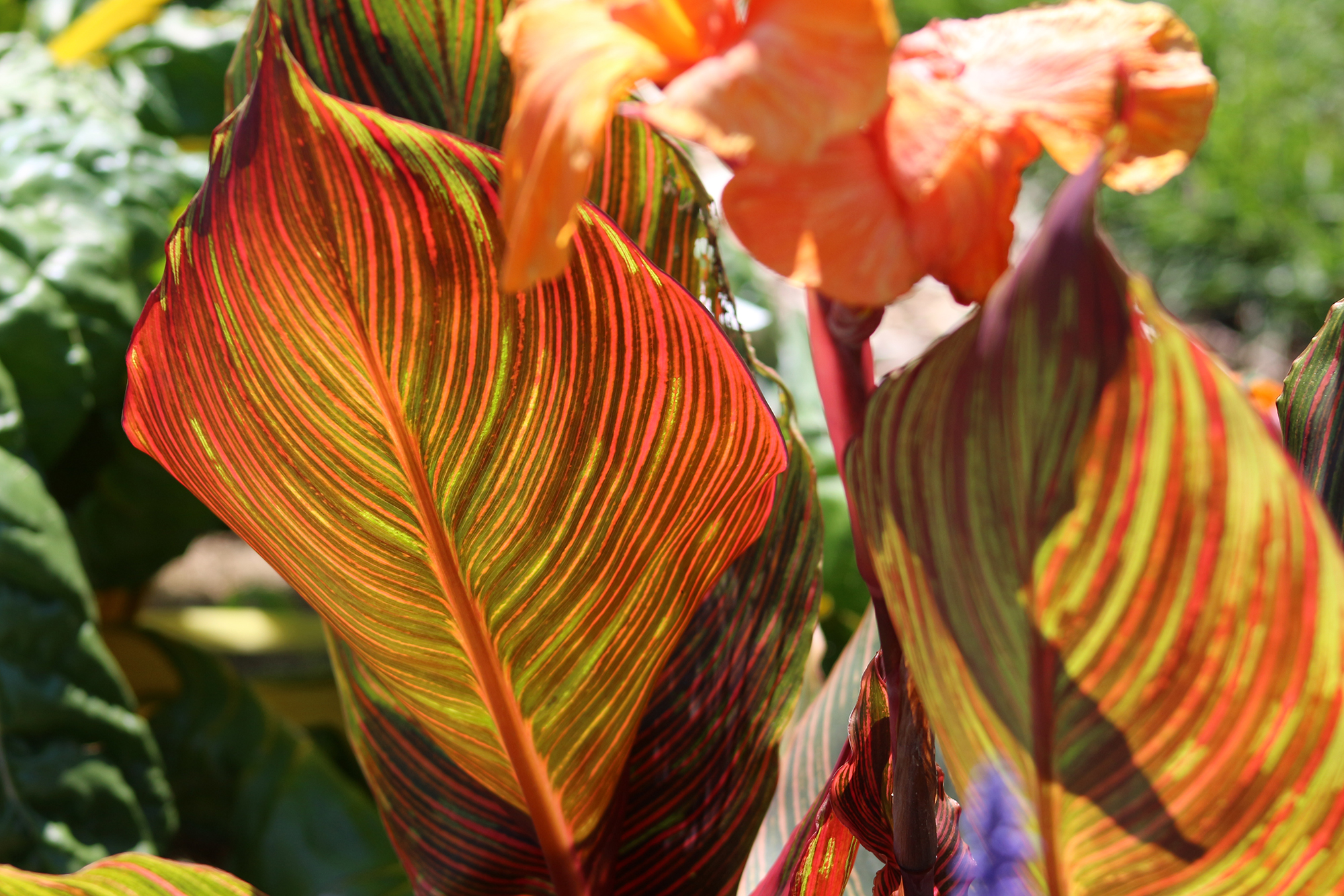 GeenaMatuson_TowerHillBotanicalGarden_30.jpg