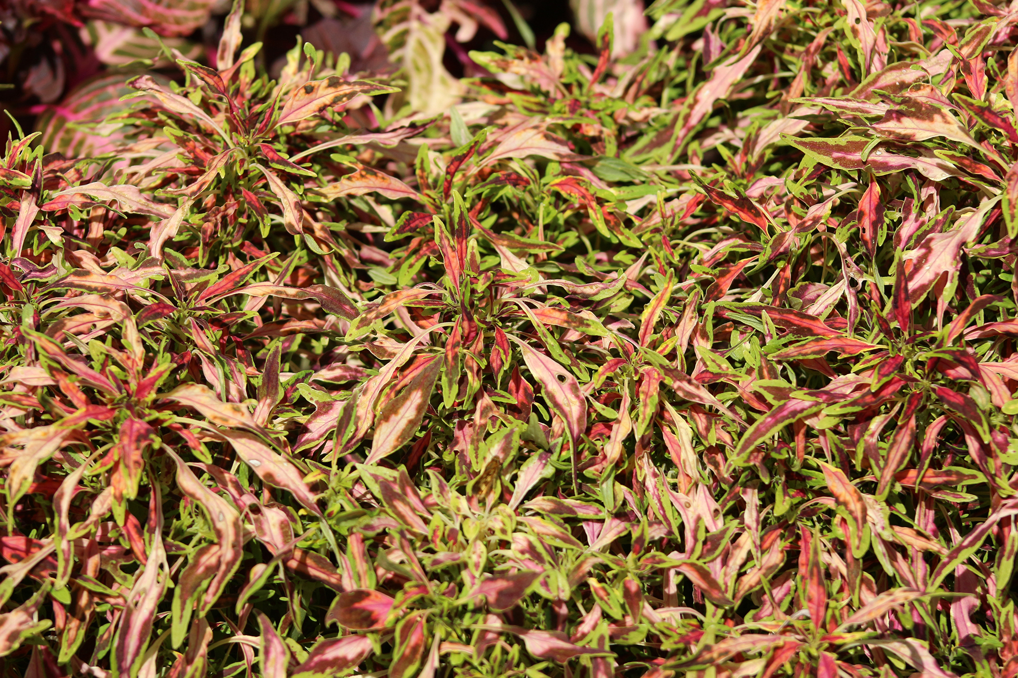 GeenaMatuson_TowerHillBotanicalGarden_32.jpg