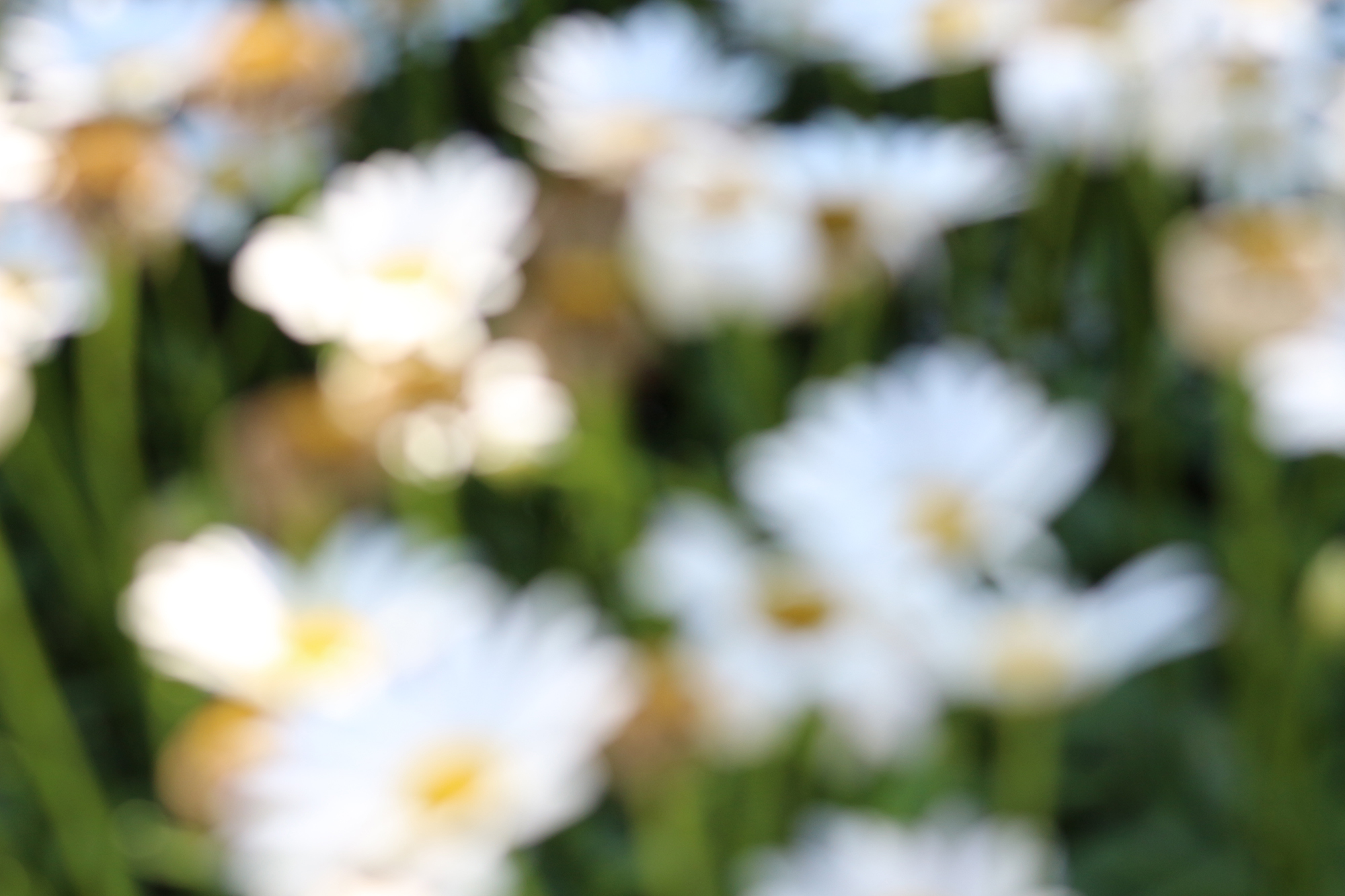 GeenaMatuson_TowerHillBotanicalGarden_34.jpg