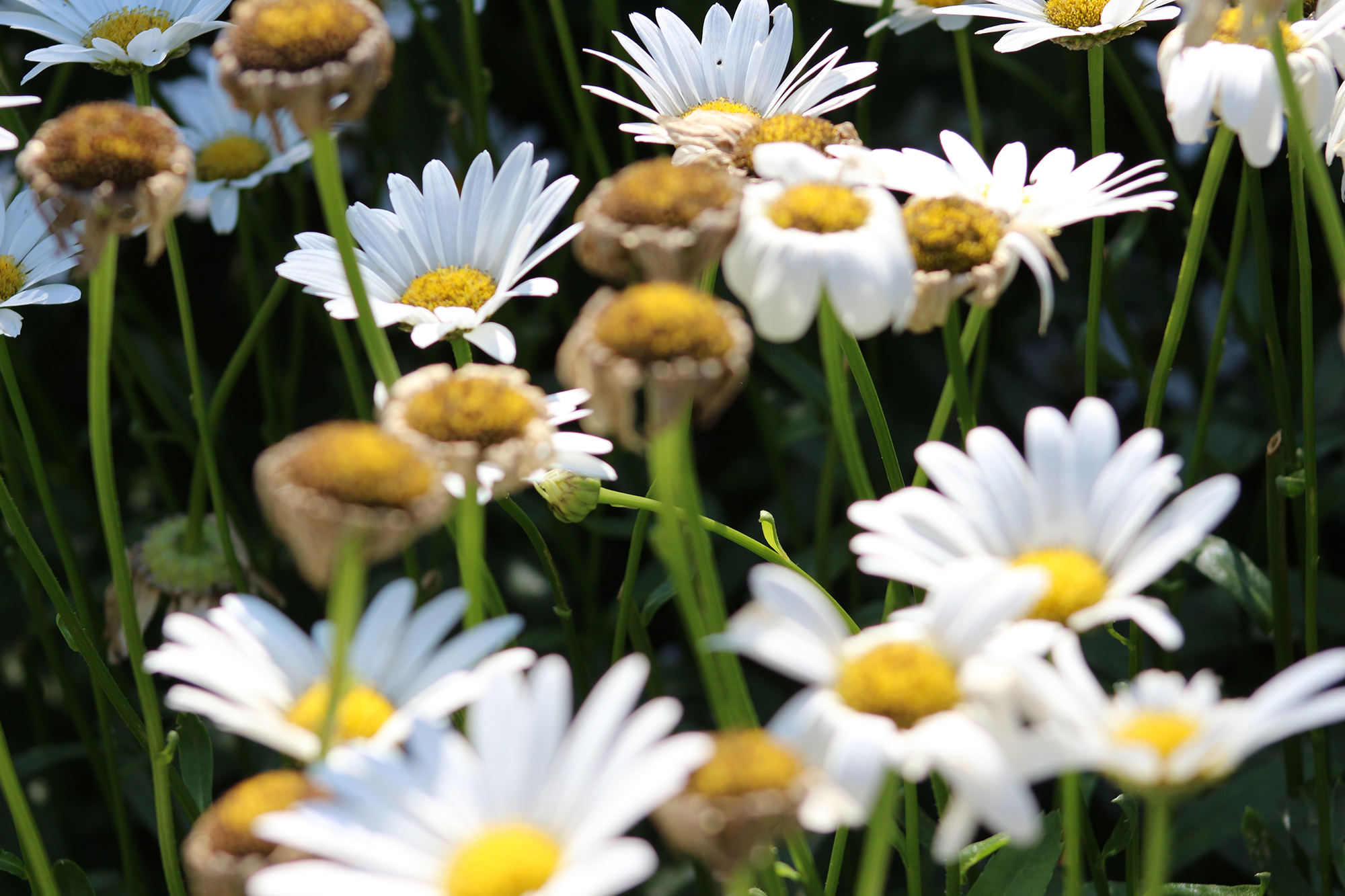 GeenaMatuson_TowerHillBotanicalGarden_35.jpg