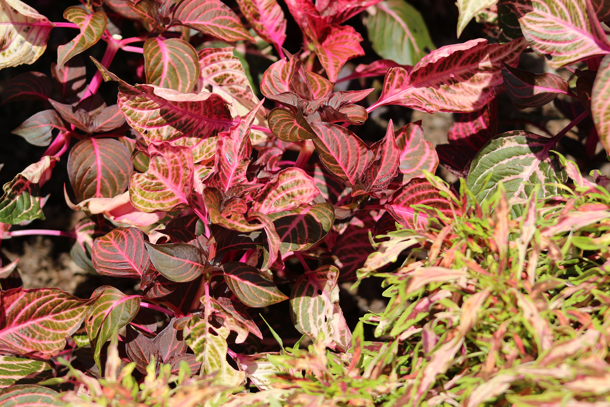GeenaMatuson_TowerHillBotanicalGarden_31.jpg