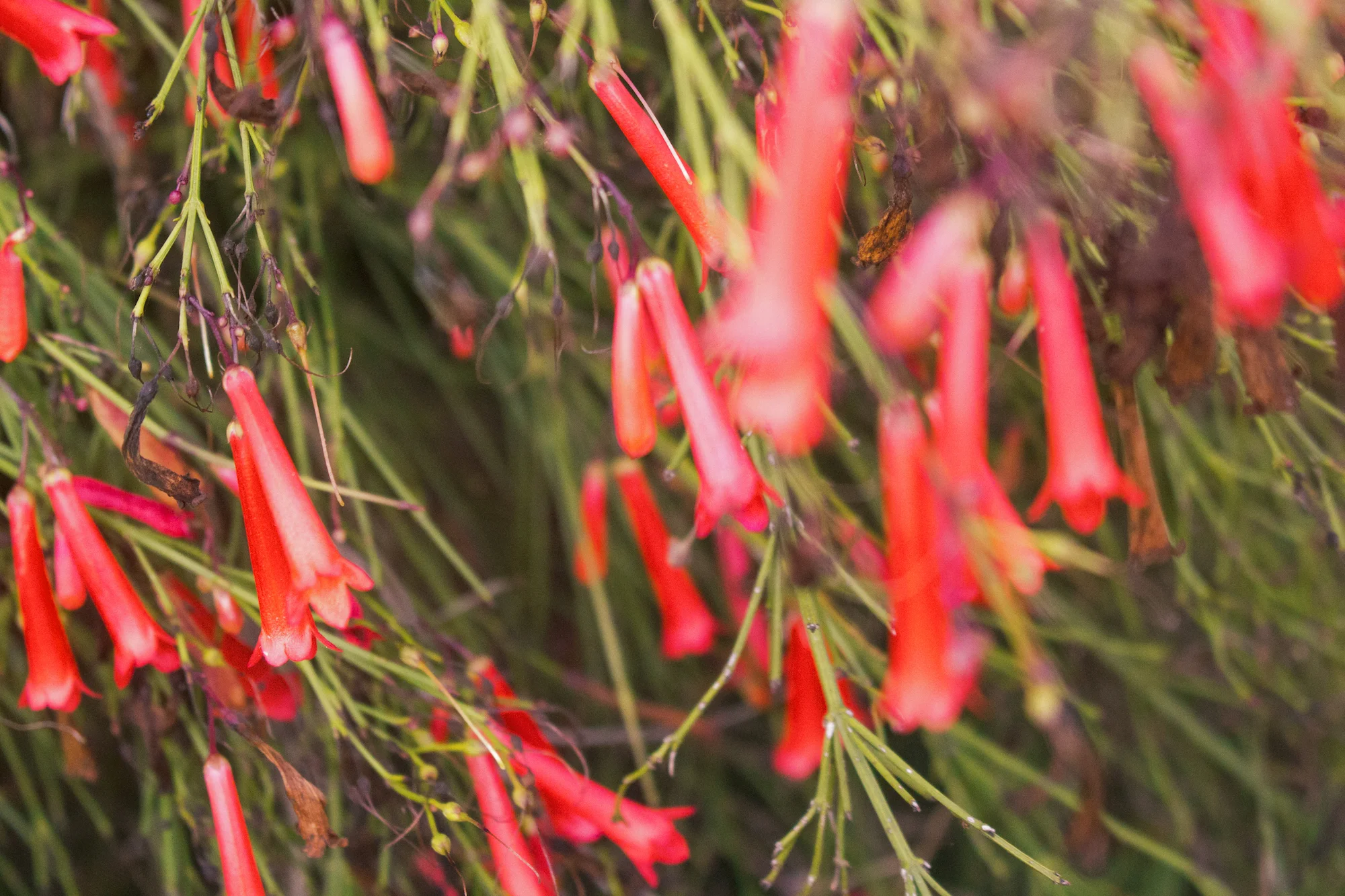 Birds of paradise in Ramat Hanadiv memorial gardens in Israel, photographed by Geena Matuson @geenamatuson #thegirlmirage.