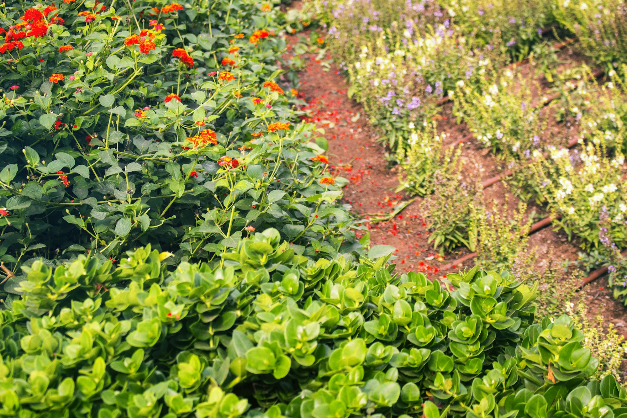 Foliage at Ramat Hanadiv memorial gardens in Israel, photographed by Geena Matuson @geenamatuson #thegirlmirage.