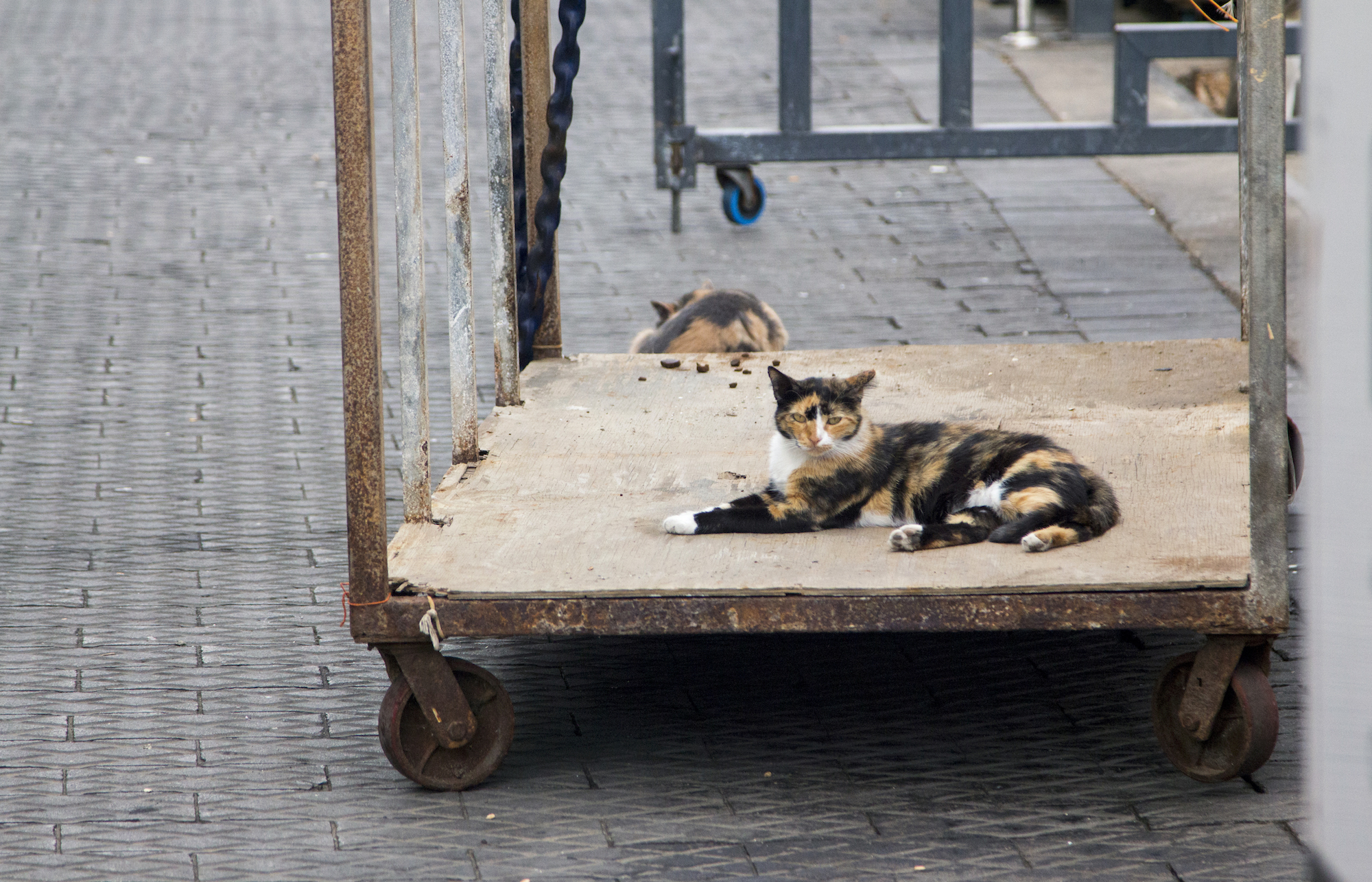 Tel Aviv-Yafo, Israel. See more #travel photography by Geena Matuson @geenamatuson #thegirlmirage at thegirlmirage.com.