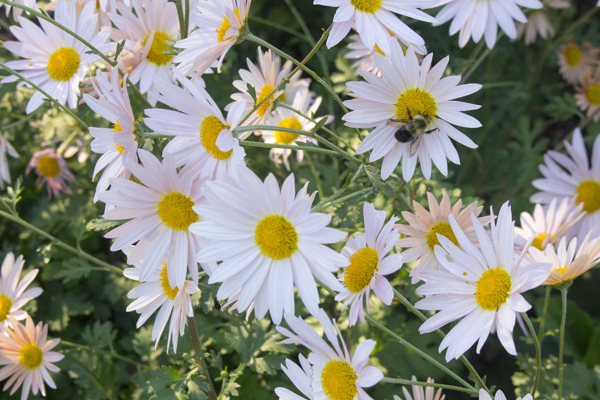 Gardens at Mayflower Society House in Plymouth, MA, USA photographed by Geena Matuson (@geenamatuson) #thegirlmirage, 2017.