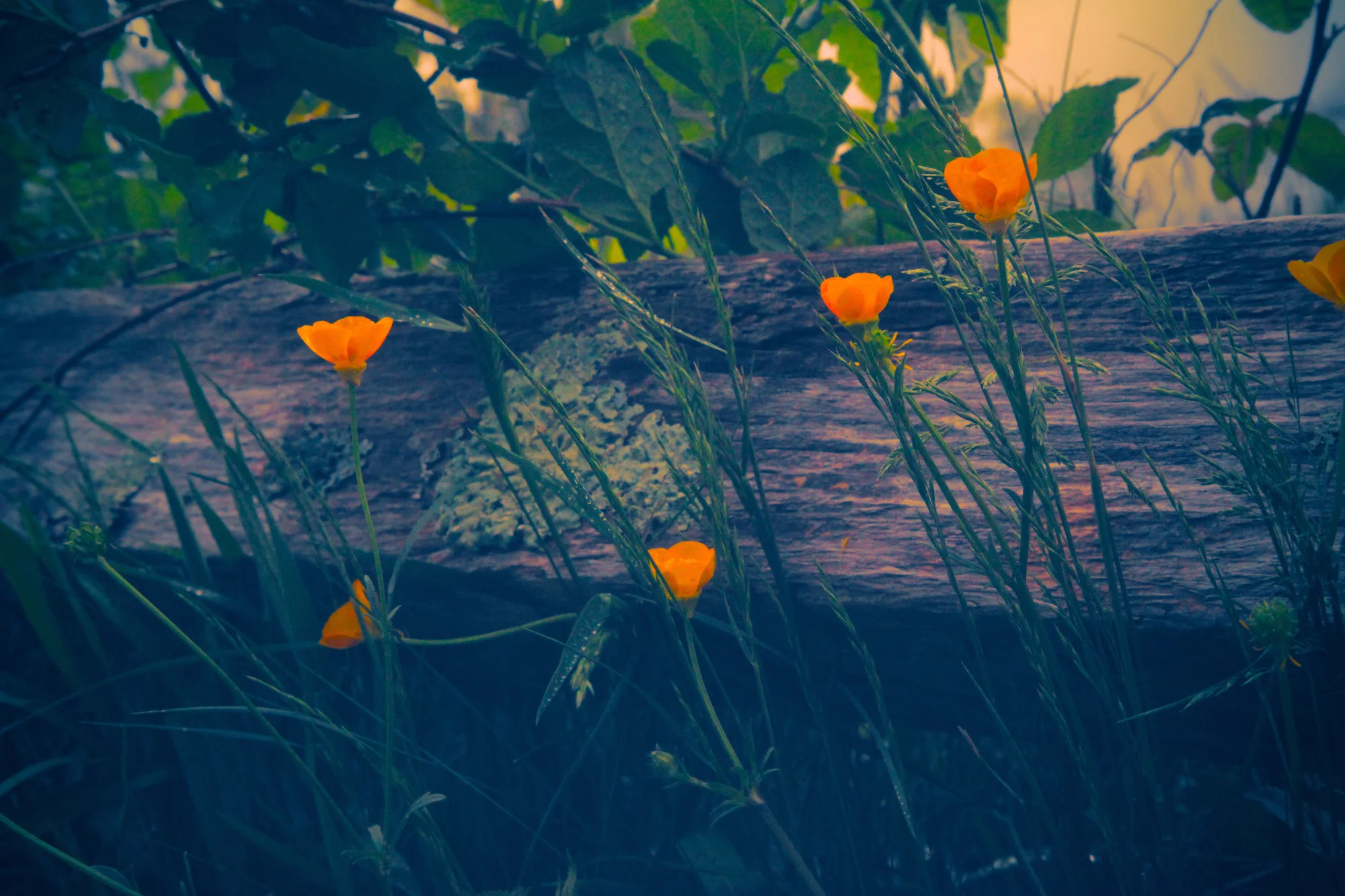 Yellow Buds / Geena Matuson 'The Girl Mirage' @geenamatuson #thegirlmirage