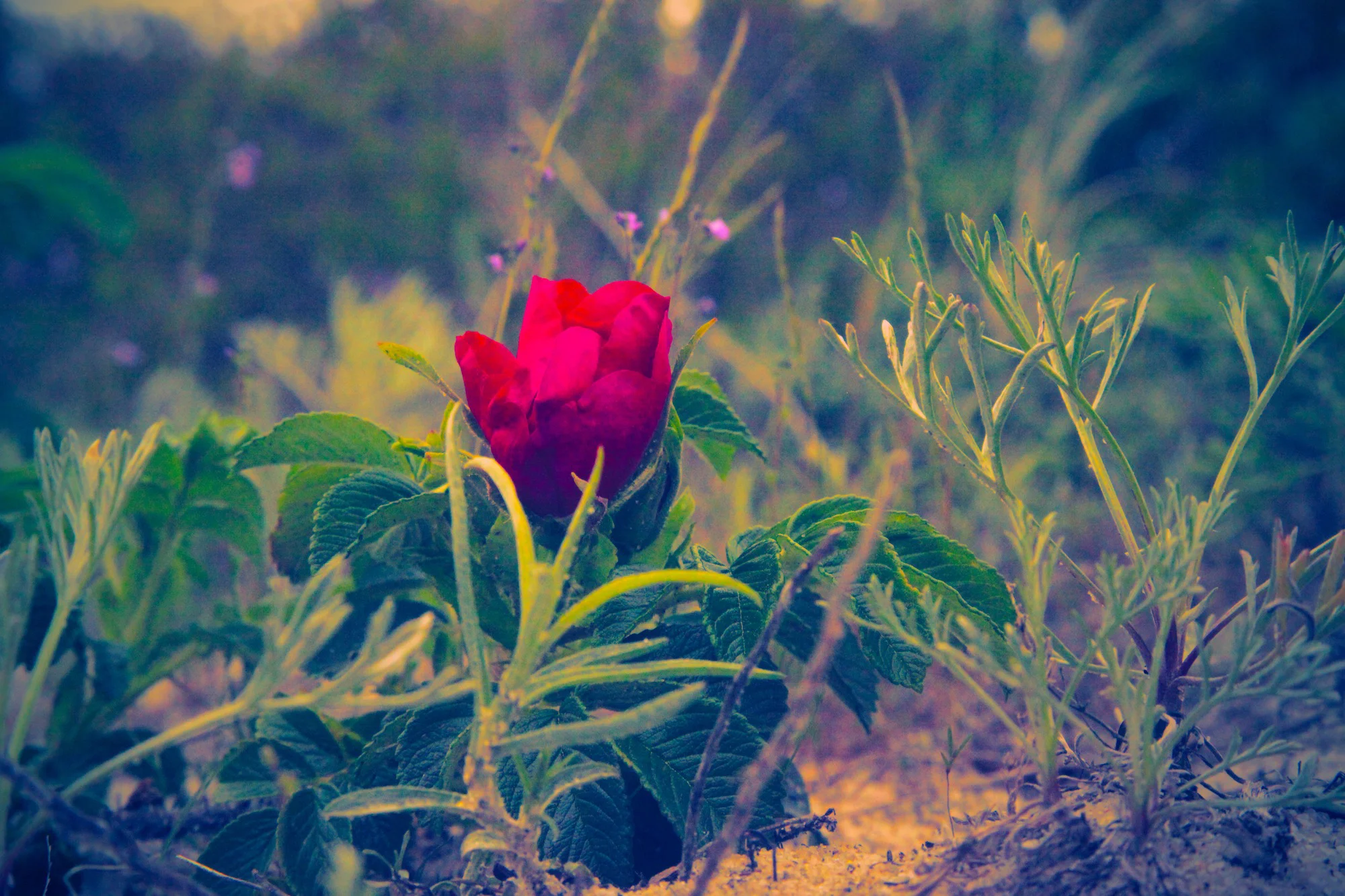 Sand Rose in Color / Geena Matuson 'The Girl Mirage' @geenamatuson #thegirlmirage