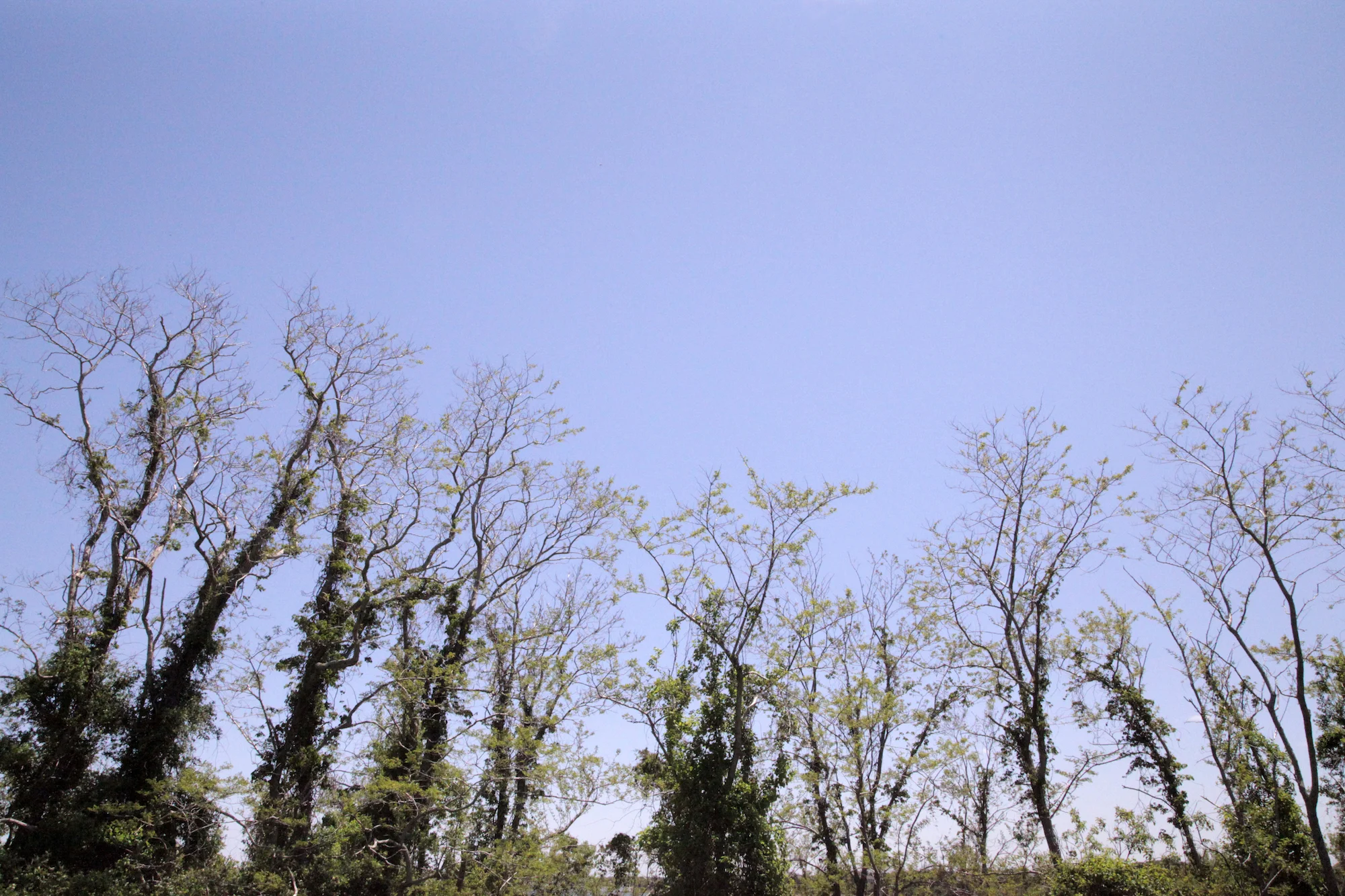 Circle of trees in Cape Cod, MA, USA / #Travel photography by Geena Matuson @geenamatuson #thegirlmirage.