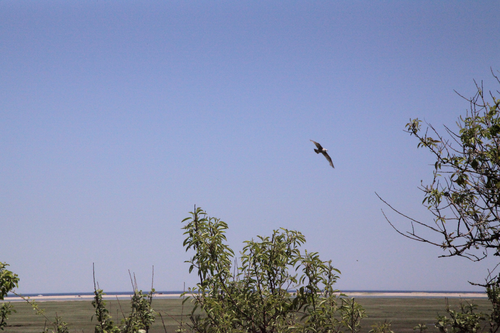 An eagle soaring overhead in Cape Cod, MA, USA / #Travel photography by Geena Matuson @geenamatuson #thegirlmirage.