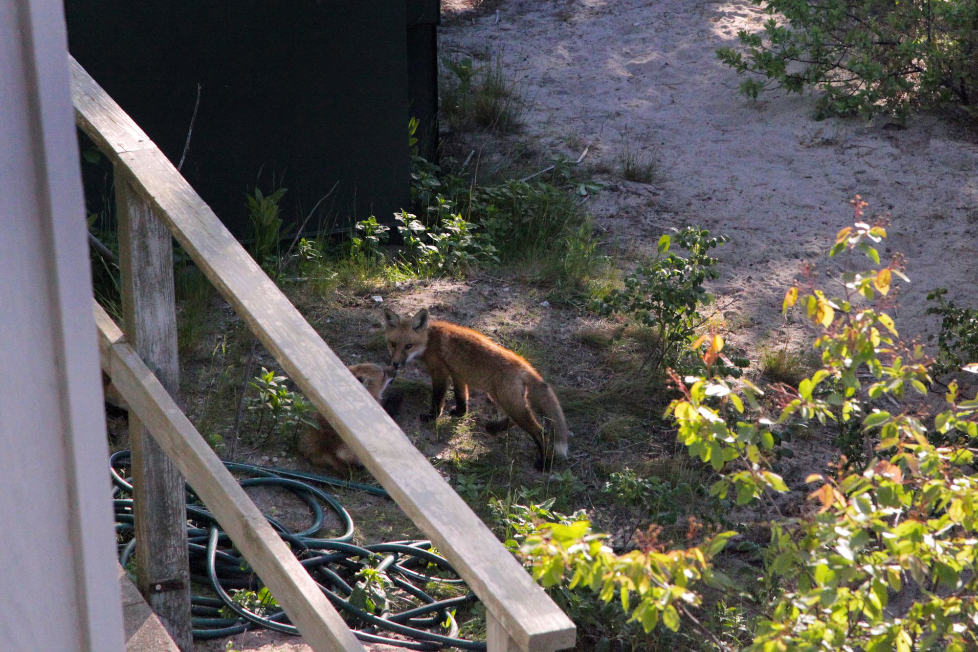 Young foxes playing at observatory at nature park in Cape Cod, MA, USA / #Travel photography by Geena Matuson @geenamatuson #thegirlmirage.