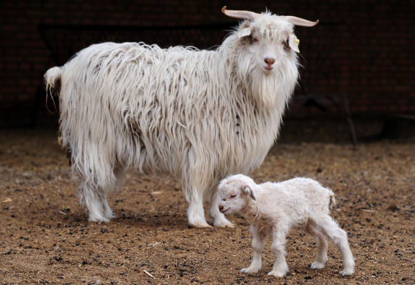 Pashmina goats