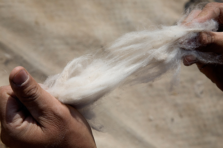 Sifting through the cashmere wool