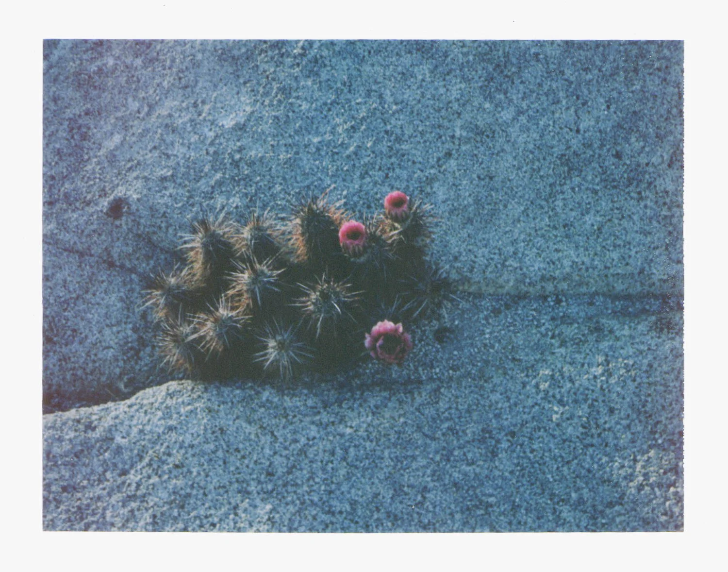 Joshua Tree winter blooms (film)
