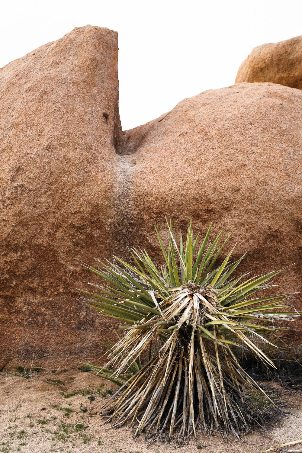 Naomi_Yamada_Palm_Springs_Guide_Joshua_Tree-3.jpg