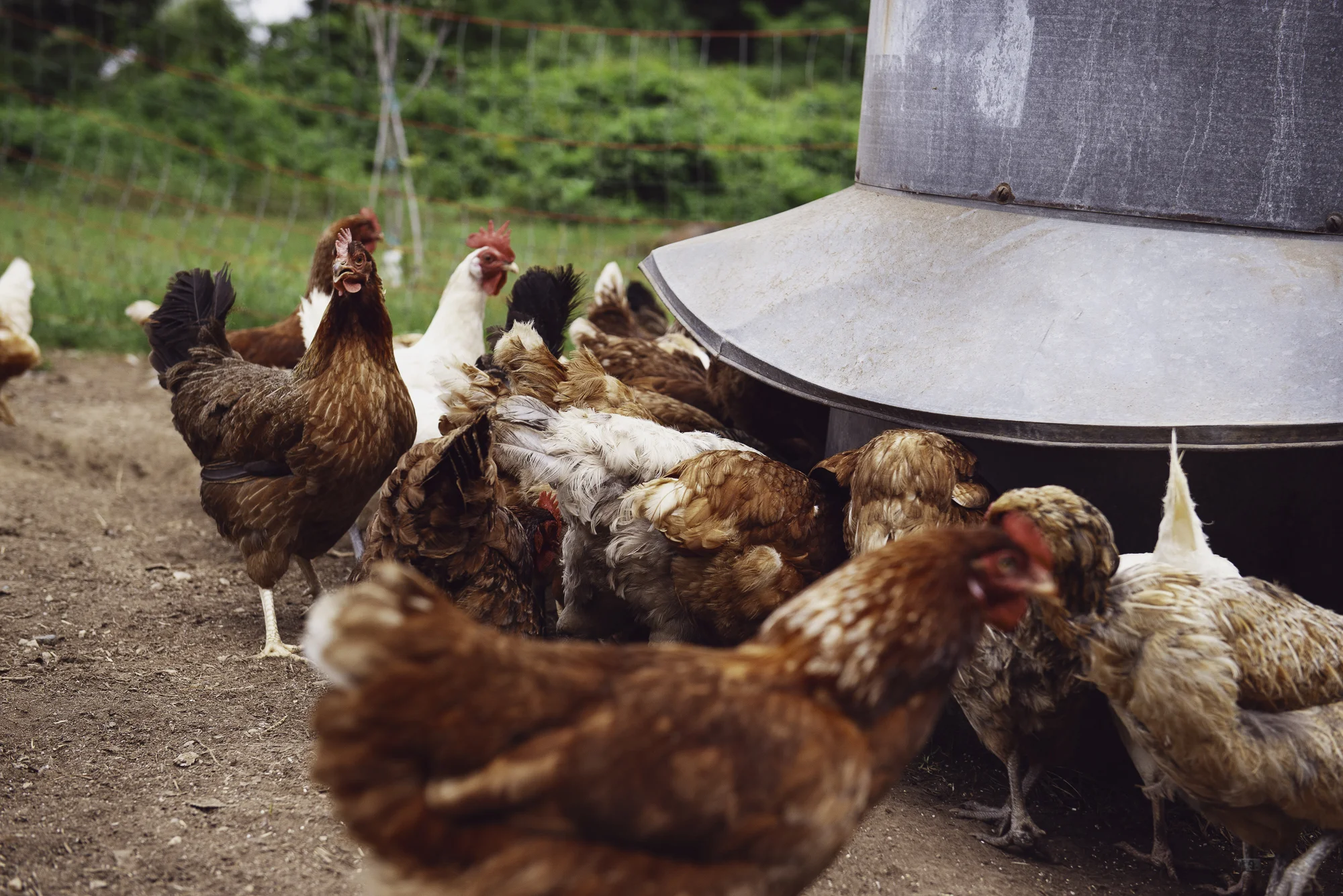 Farm-10.jpg