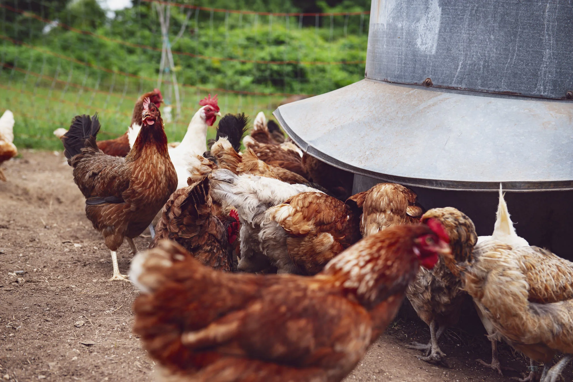 Fable Farms