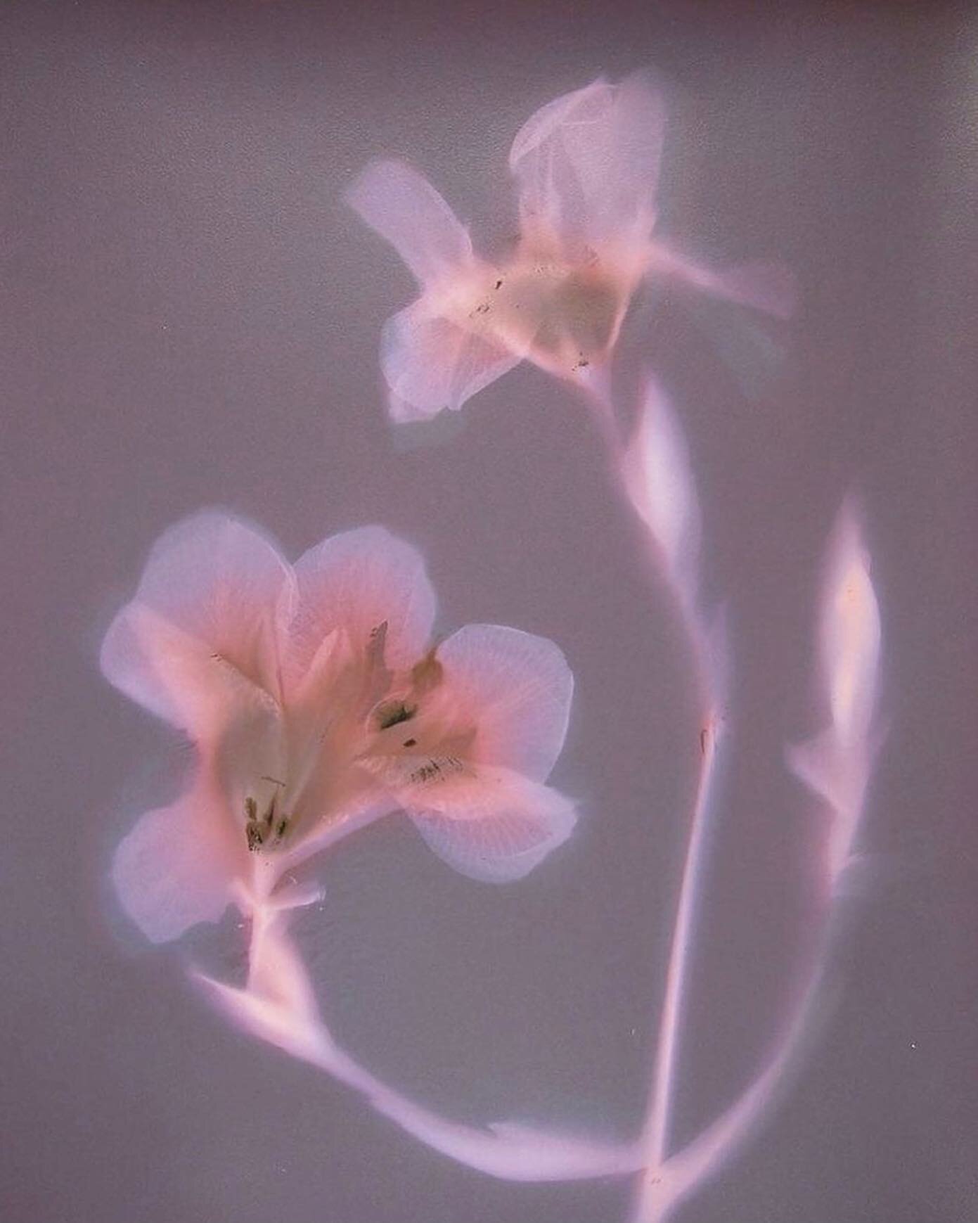 //lumine.scent
.
#photography : #johnforbes 
.
.
.
.
.
.
#escforescent #luminous  #shadow #aura #flower #scent  #bright #future #relics #memory #traces  #perfume #multisensory #impermanence #permanence #moment #memrory #time #space #nature #vibration