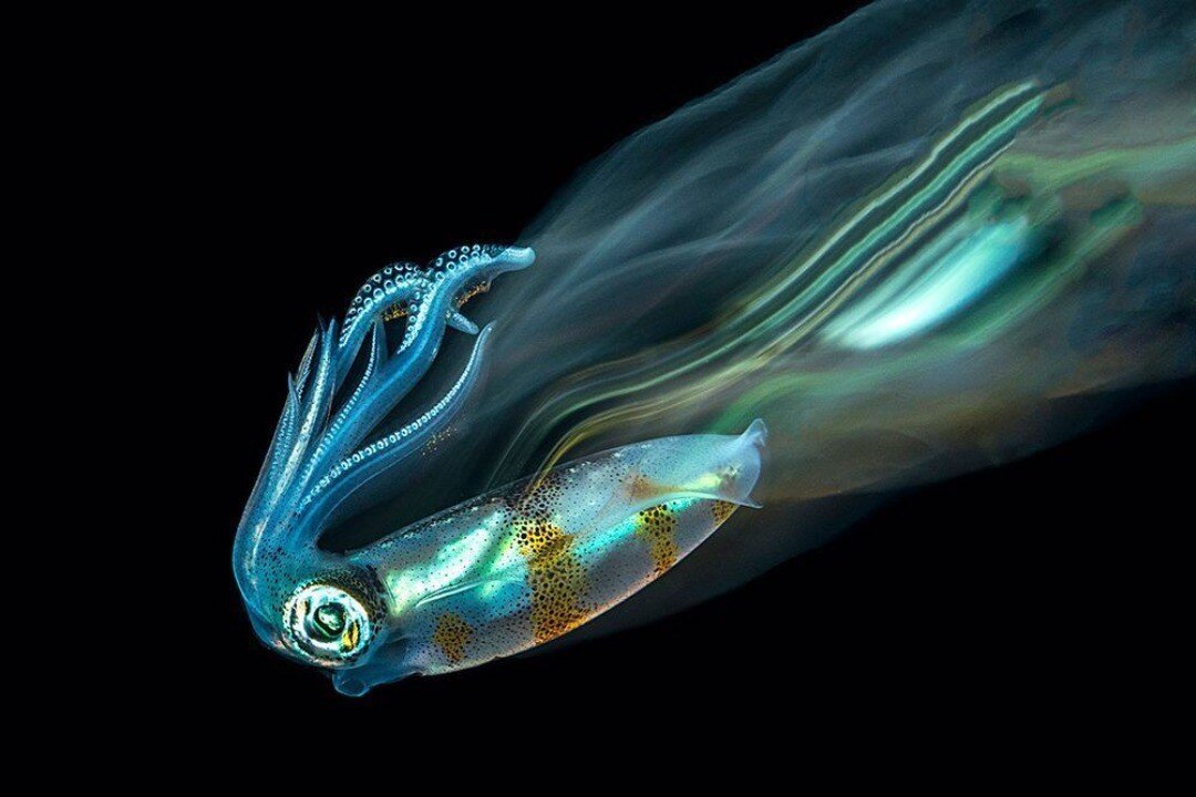 // the scent of weightlessness
.
#photography: #tobiasfriedrich 
.
.
.
#escforescent #scent #weightlessness #liquid #antigravity #floating #feeling #expression #water #flow #freeflow #elemental #movement #waves #rhythm #luminescence #light #color