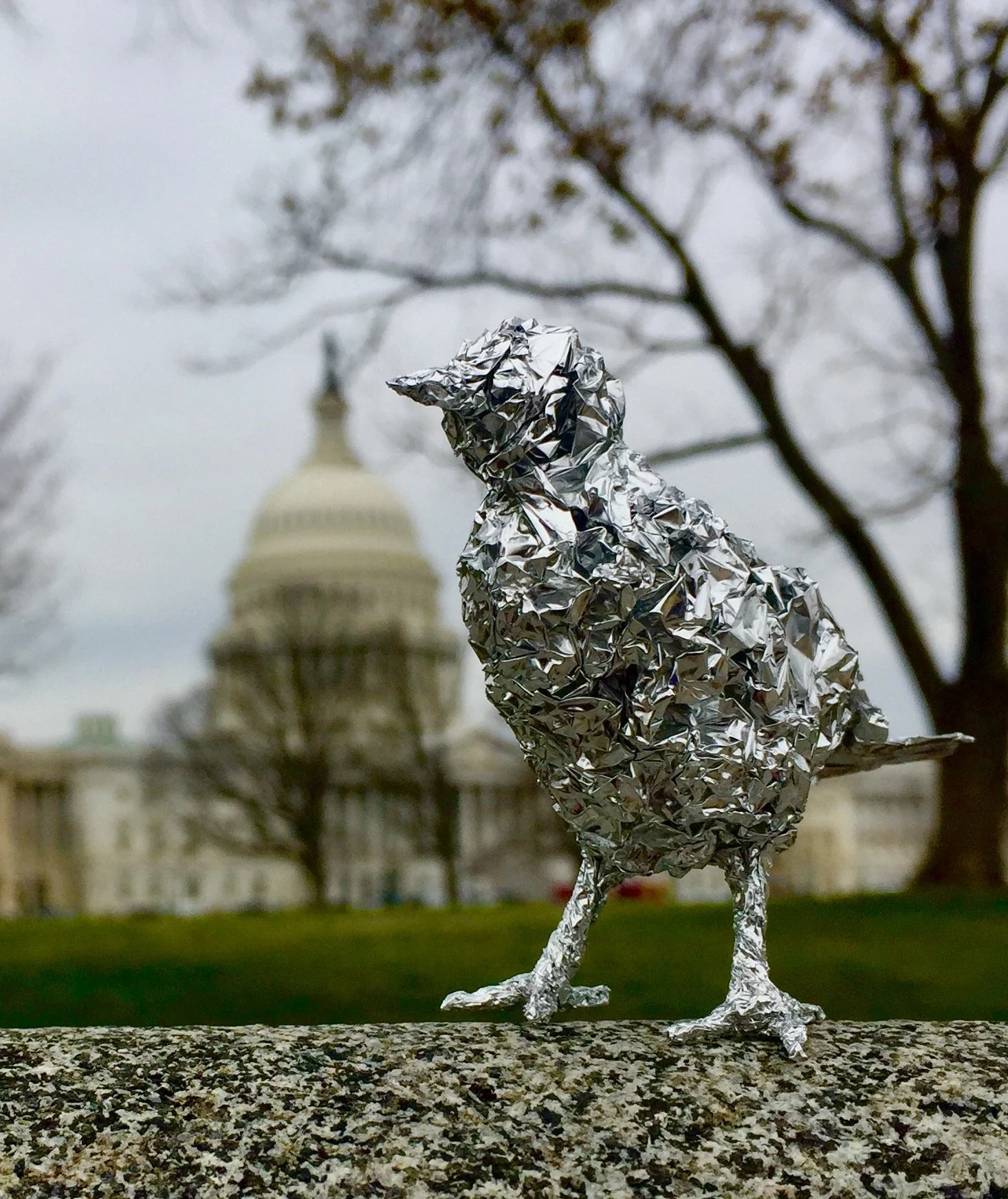 9. Bird Capitol DC.jpg