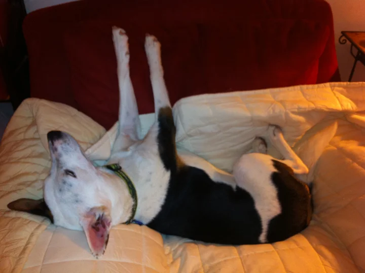 Dog Parks: Metaphors & Life Lessons