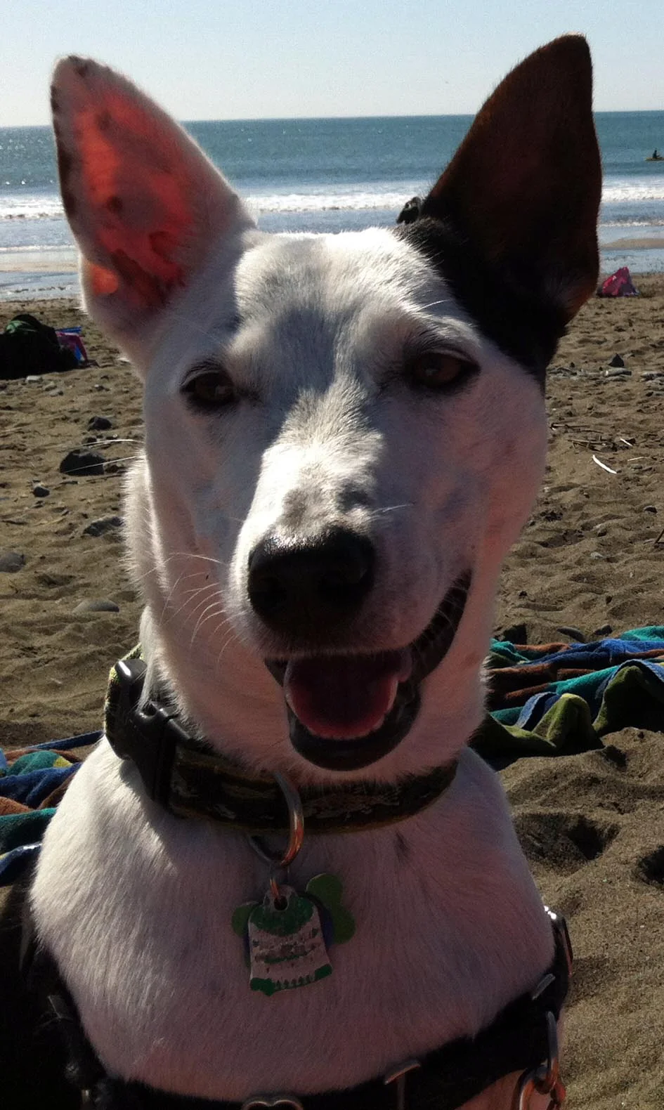 Dog Parks: Metaphors & Life Lessons